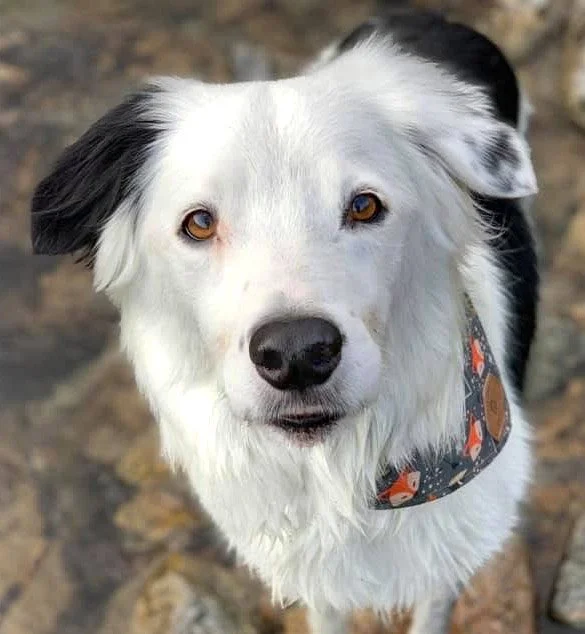 Hero Dog Reference Photo