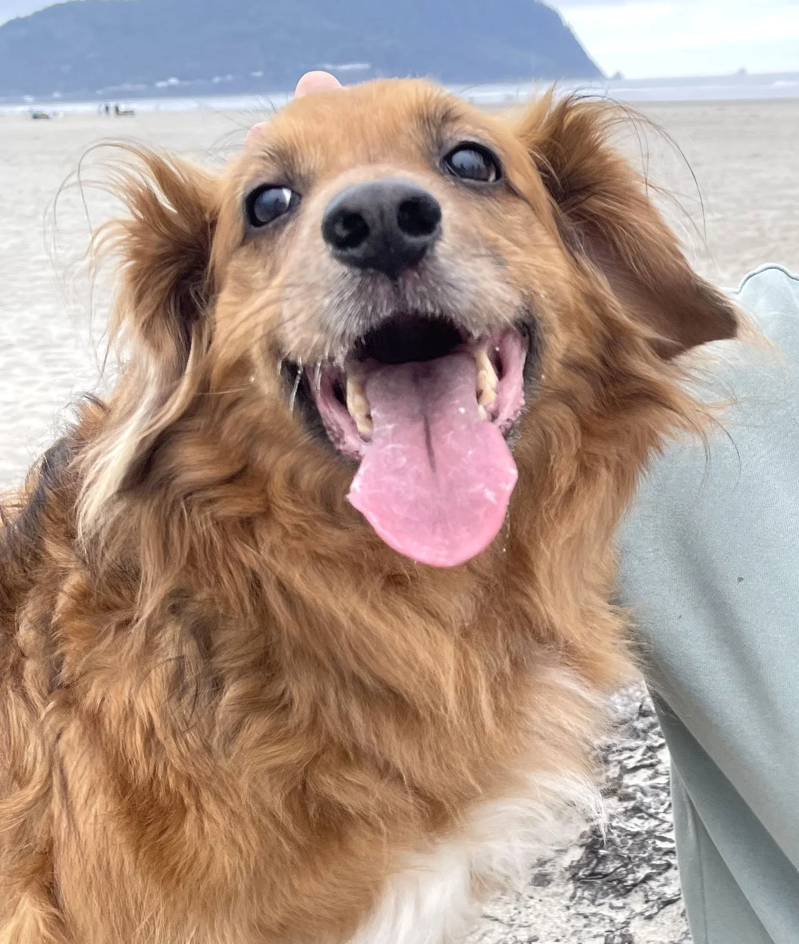 Happy Dog 2 Reference Photo