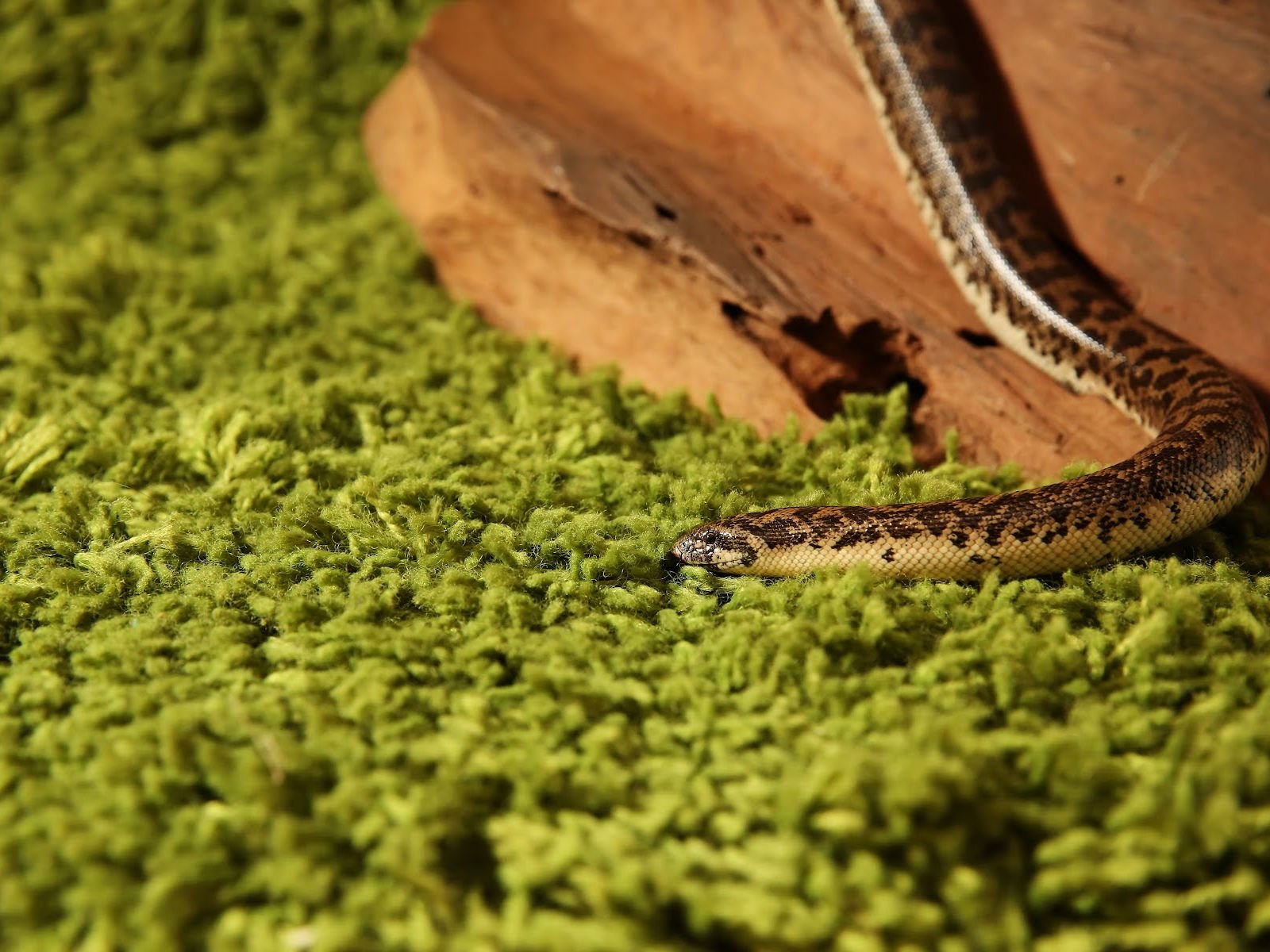 Everything You Need to Know about Kenyon Sand Boas — Untamed at Home