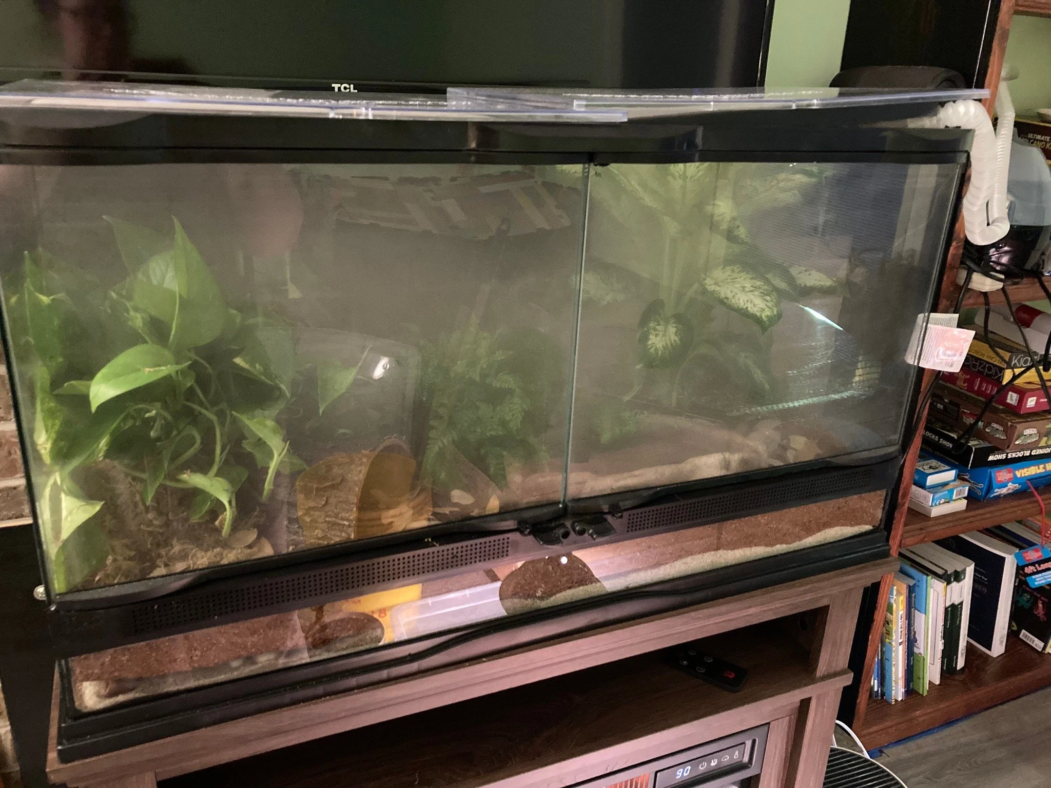 Your Guide to Setting up a Bioactive Pacman Frog Enclosure — Untamed at