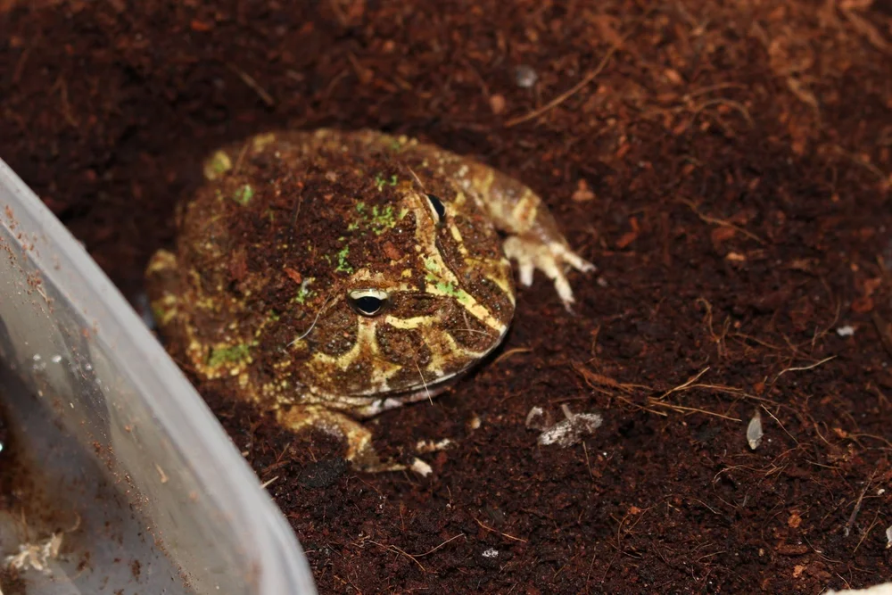 Your Guide to Setting up a Bioactive Pacman Frog Enclosure — Untamed at