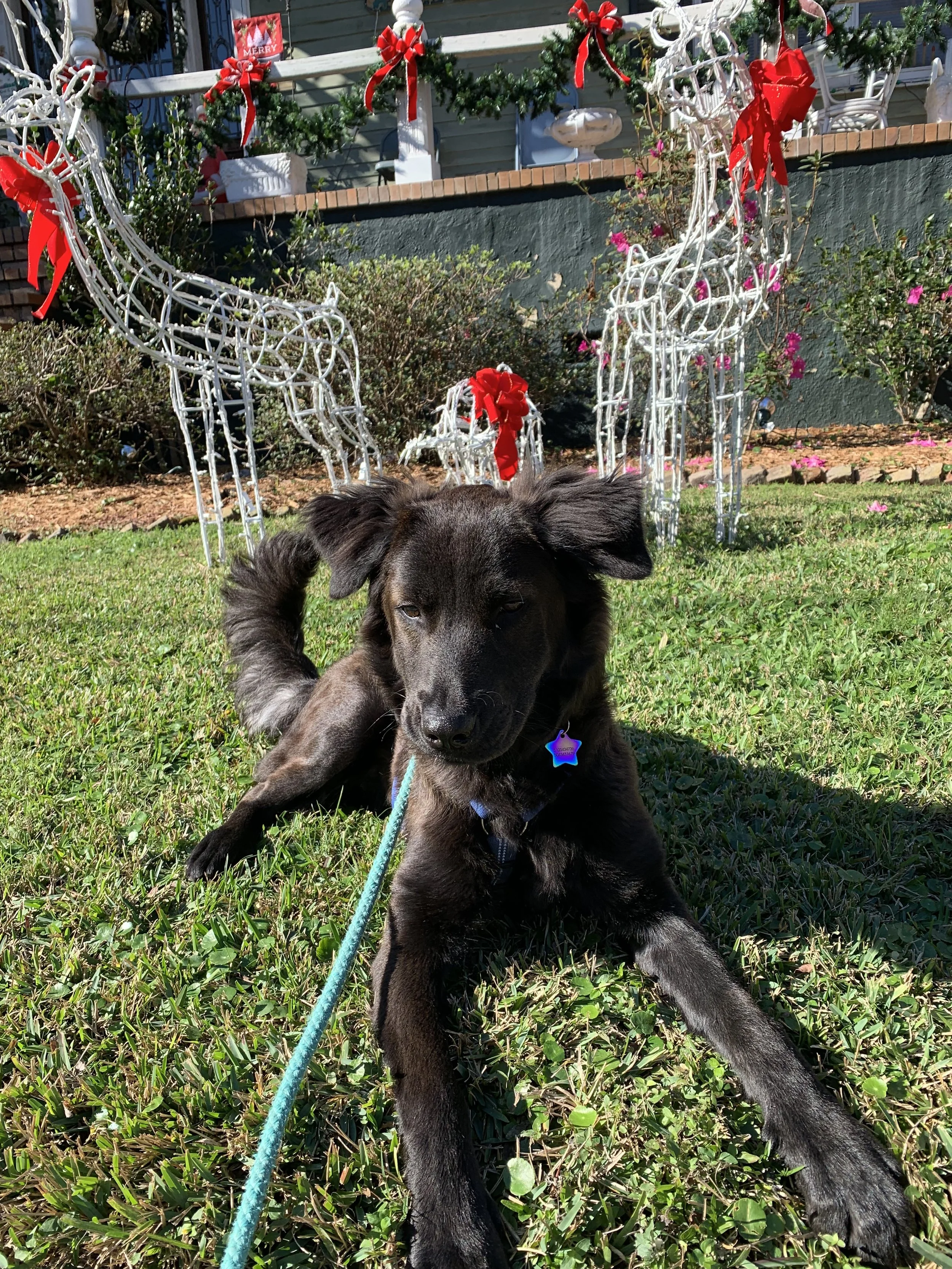 Bell posing in front of Christmas lights