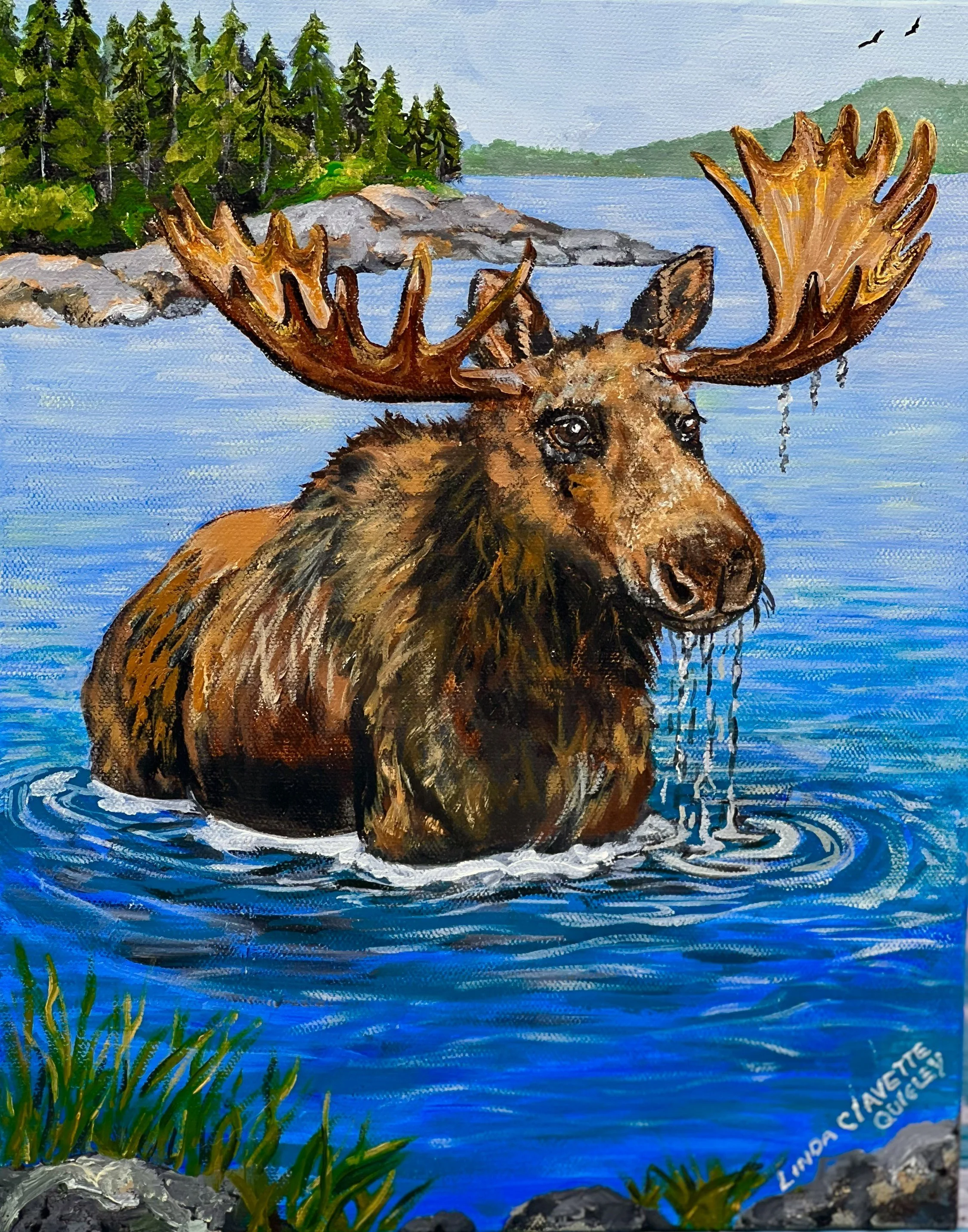 Moose of the St. Lawrence 8X10 Oil