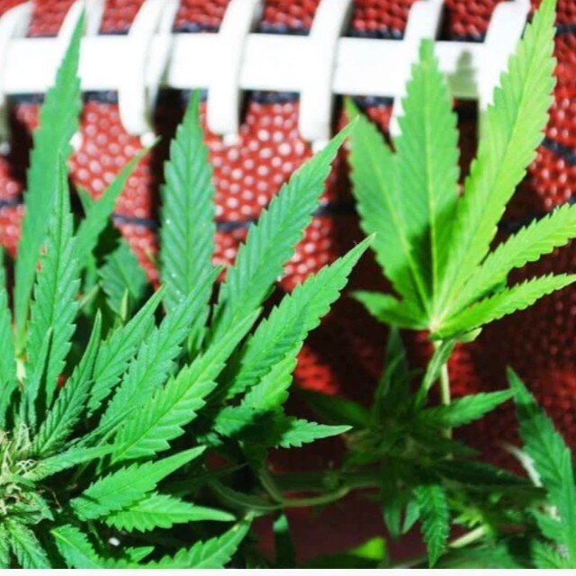 NFL announced they have awarded $1 million in research funding to medical researchers at the University of California San Diego and University of Regina in Canada to study the effects of cannabinoids on pain management and neuroprotection from concus