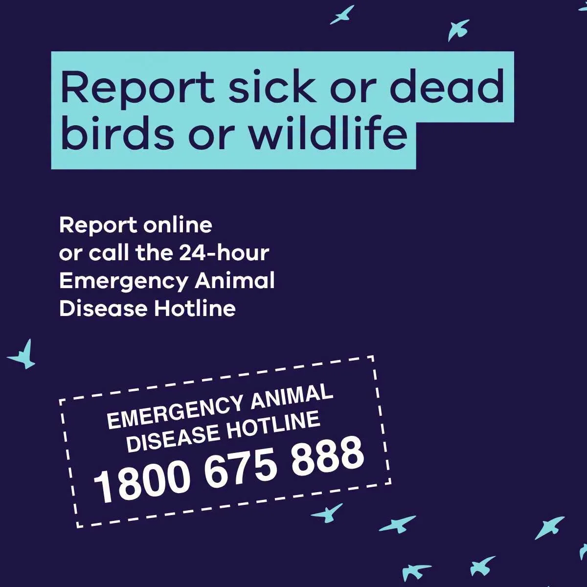 Report sick or dead birds 1800 675 888