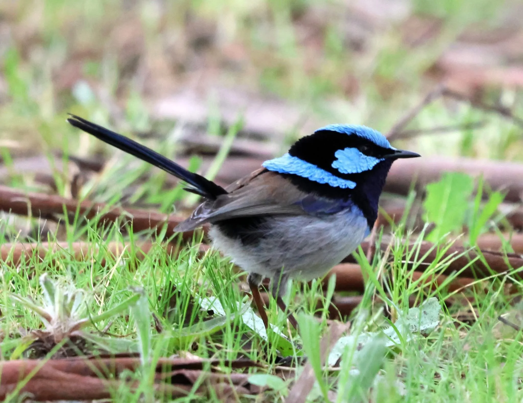 Superb Fairy Wren