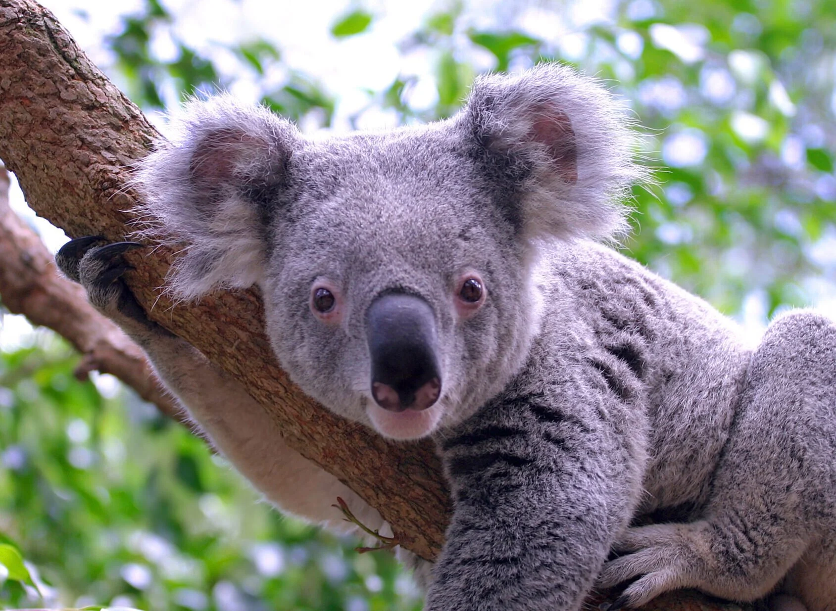 Koalas a Brief History