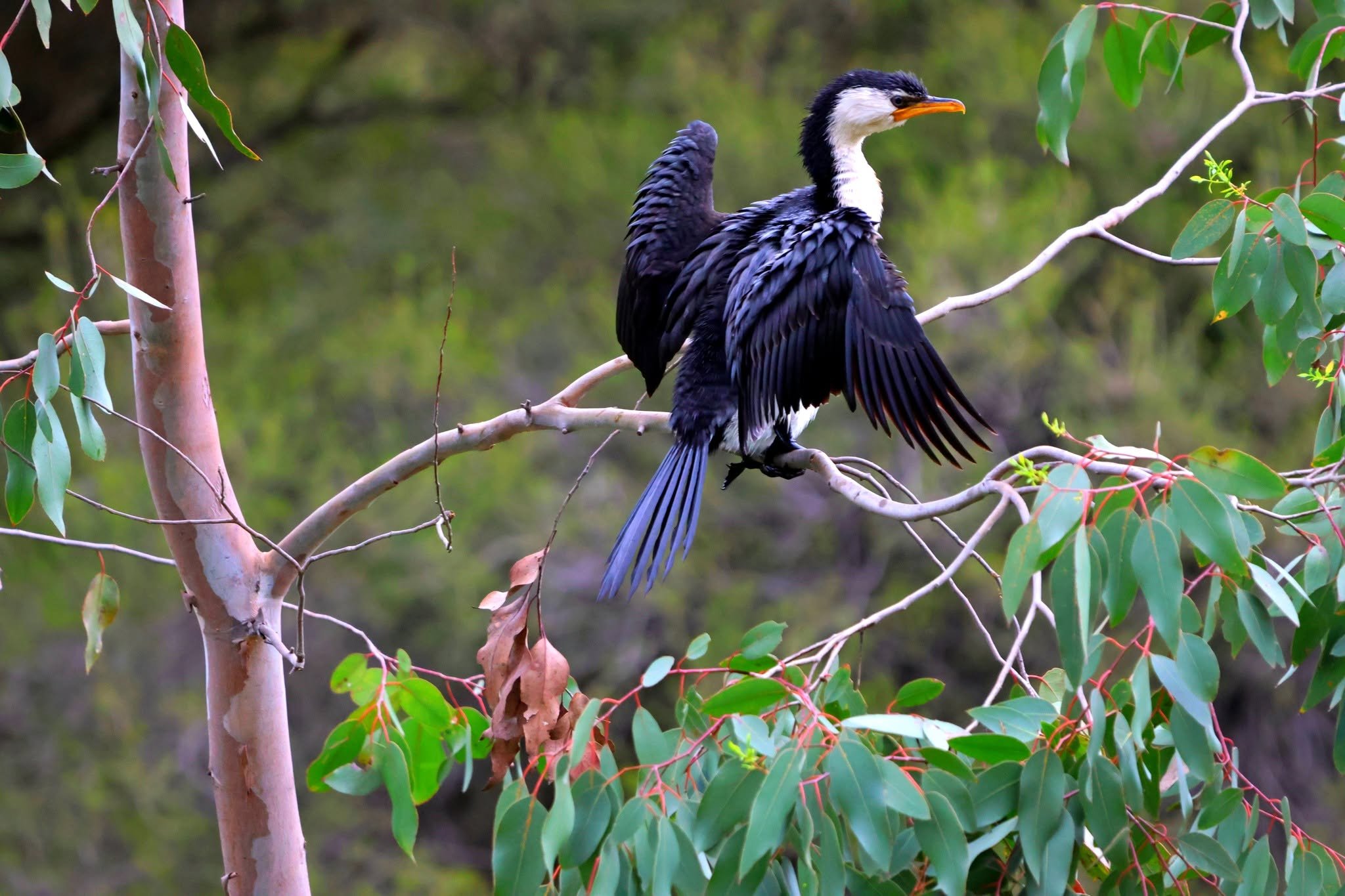 A Little Pied Cormorant spreading its wings.