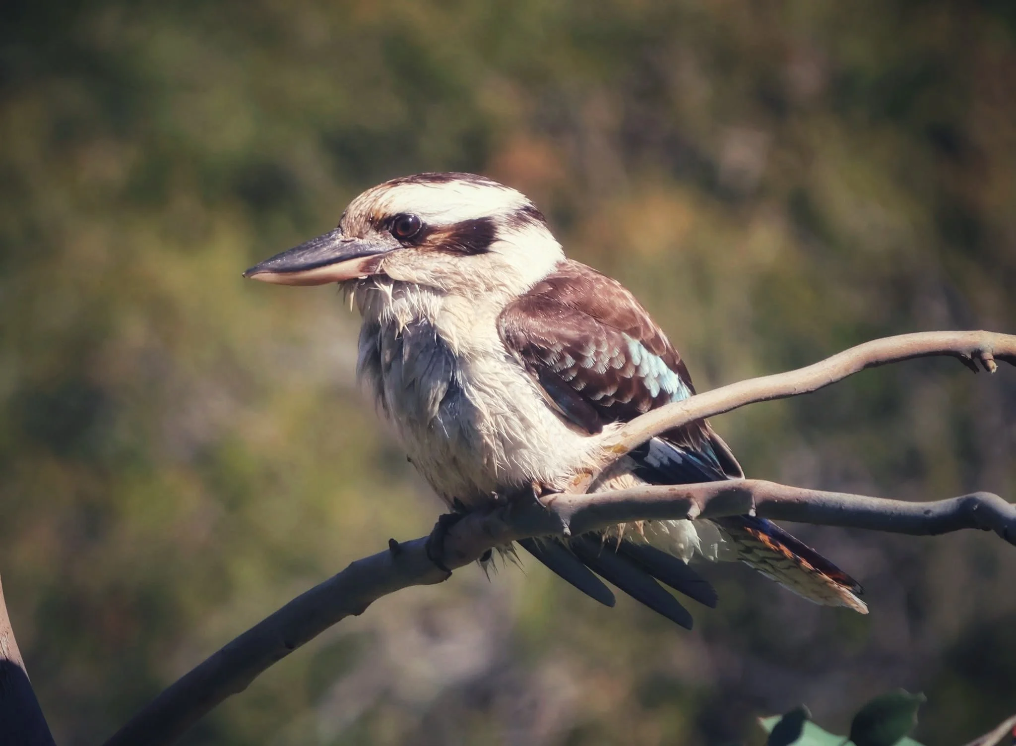 A LaughingKookaburra.