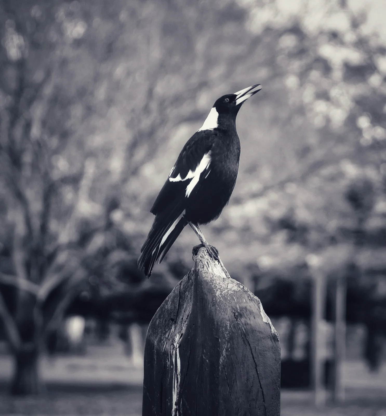 A Black and white image of a magpie warbling.