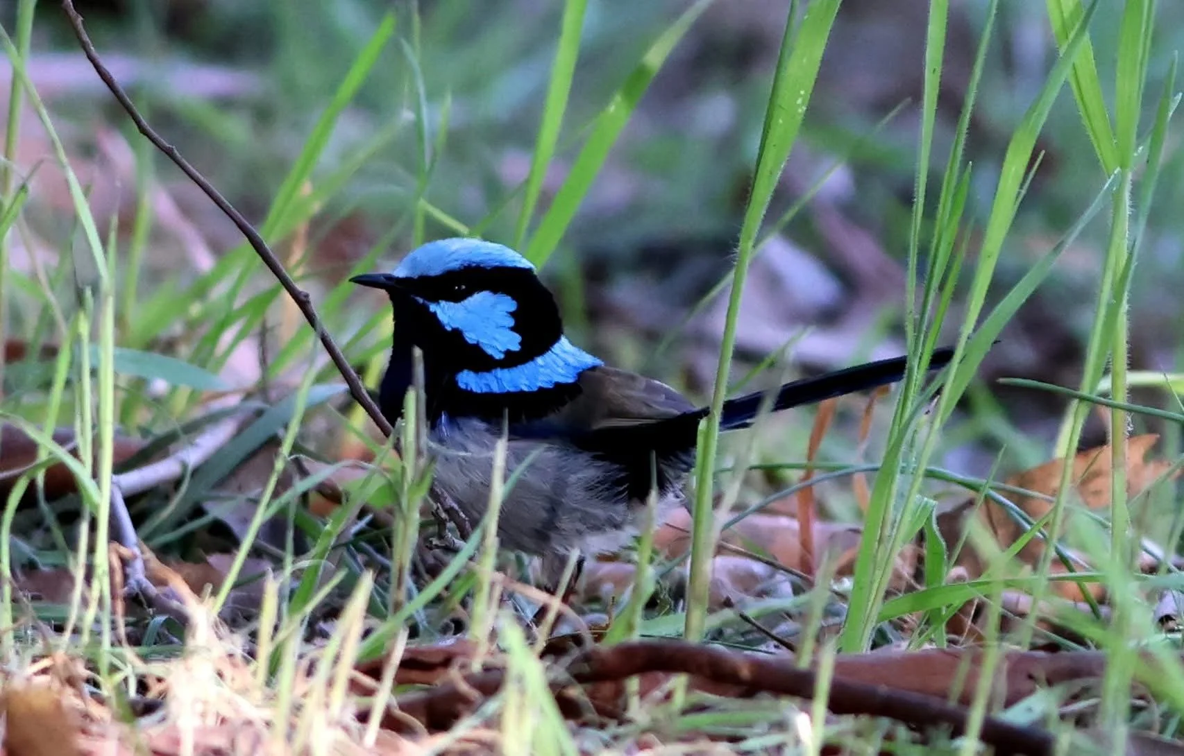 A bird with blue and black plumage perched among green grass and leaves.
