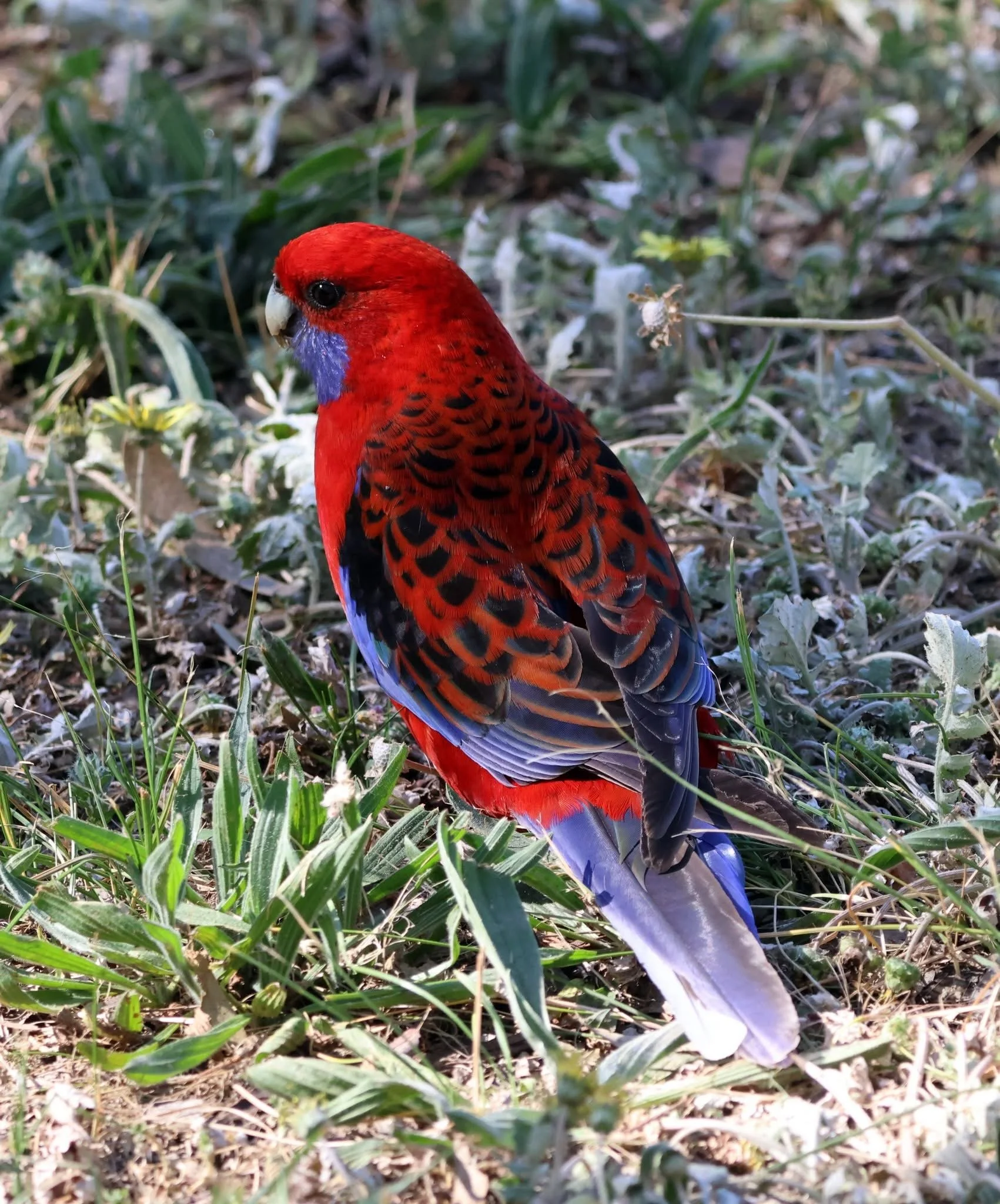 A Crimson Rosella. Standing in the dappled light.