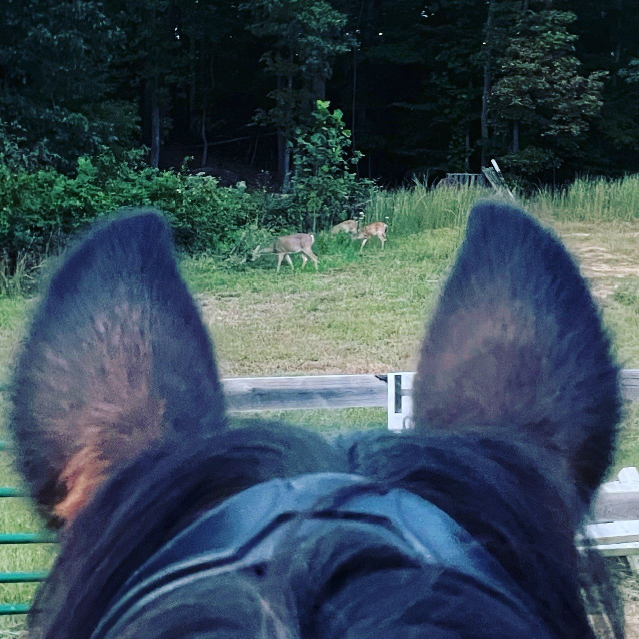 Deer pack.jpg