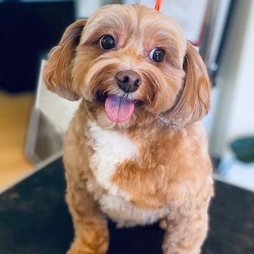 Mobile Pet Grooming Fort Worth TX Chewbarka