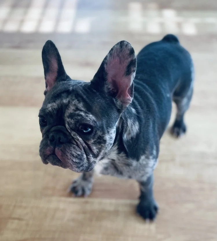 Mobile Pet Grooming Fort Worth TX Chewbarka