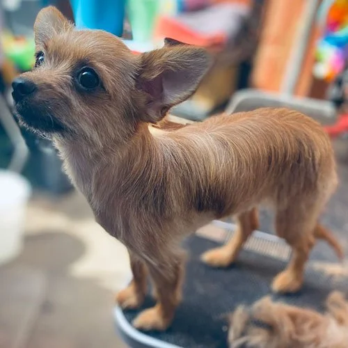 Mobile Pet Grooming Fort Worth TX Chewbarka