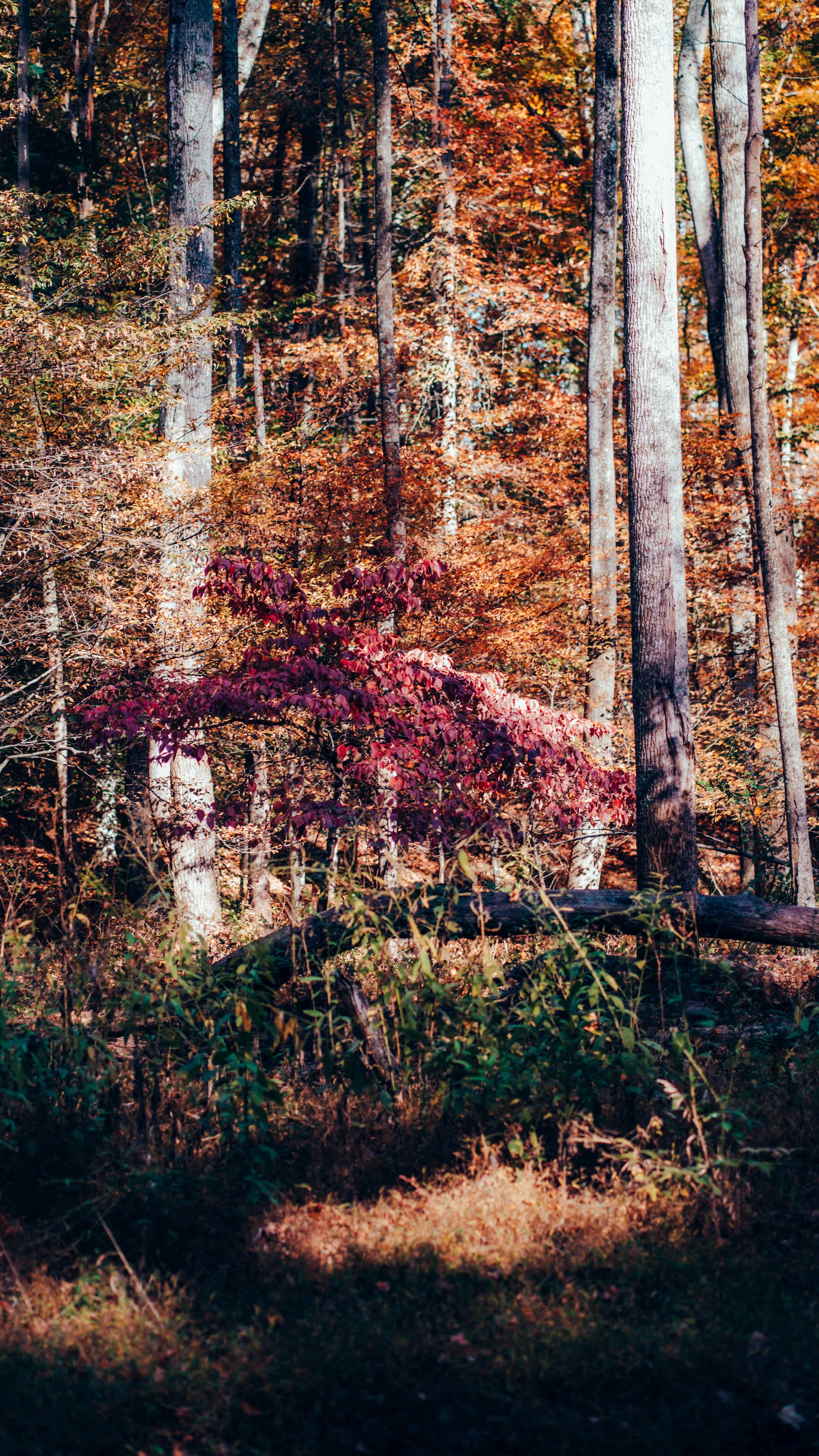 A forest scene with tall trees and autumn foliage in shades of orange, red, and brown. Sunlight filters through the trees, illuminating the forest floor with patches of light.