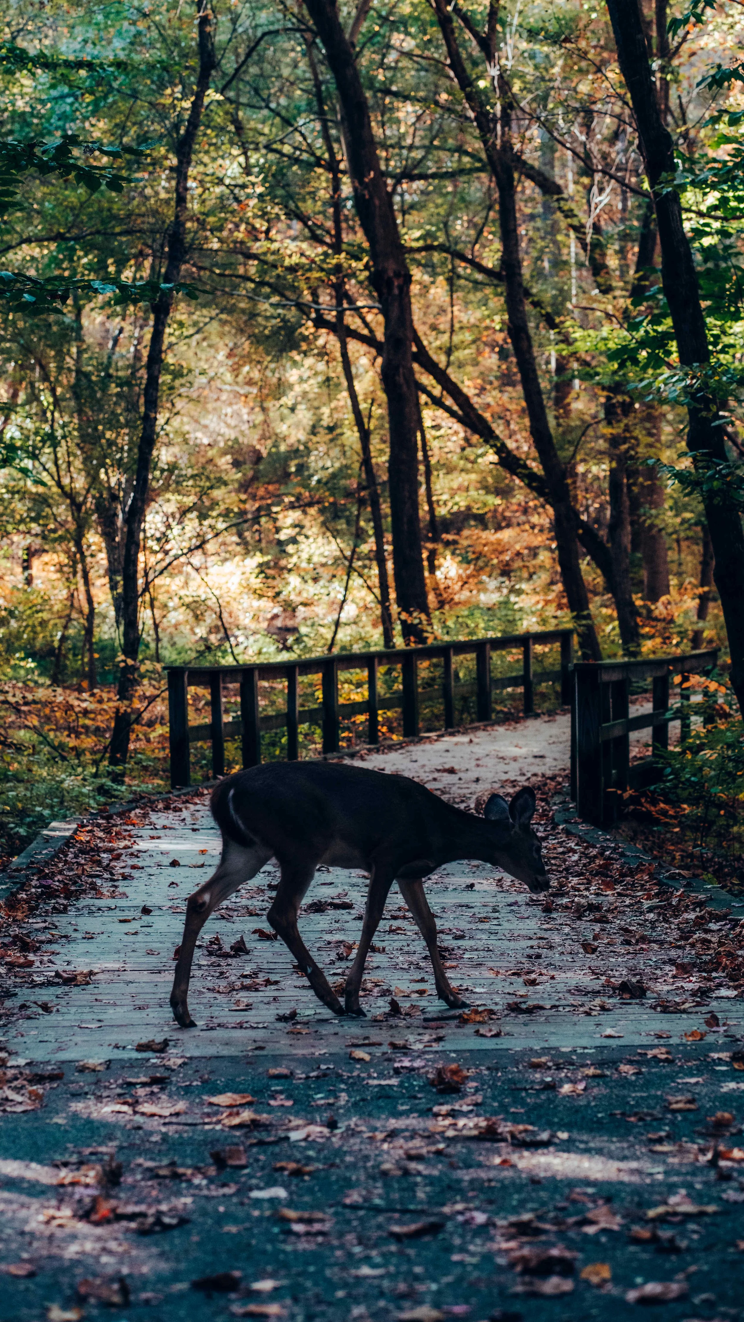 A black and white dog walking on a wooden bridge covered with fallen autumn leaves in a forest, with trees and foliage in warm colors in the background.