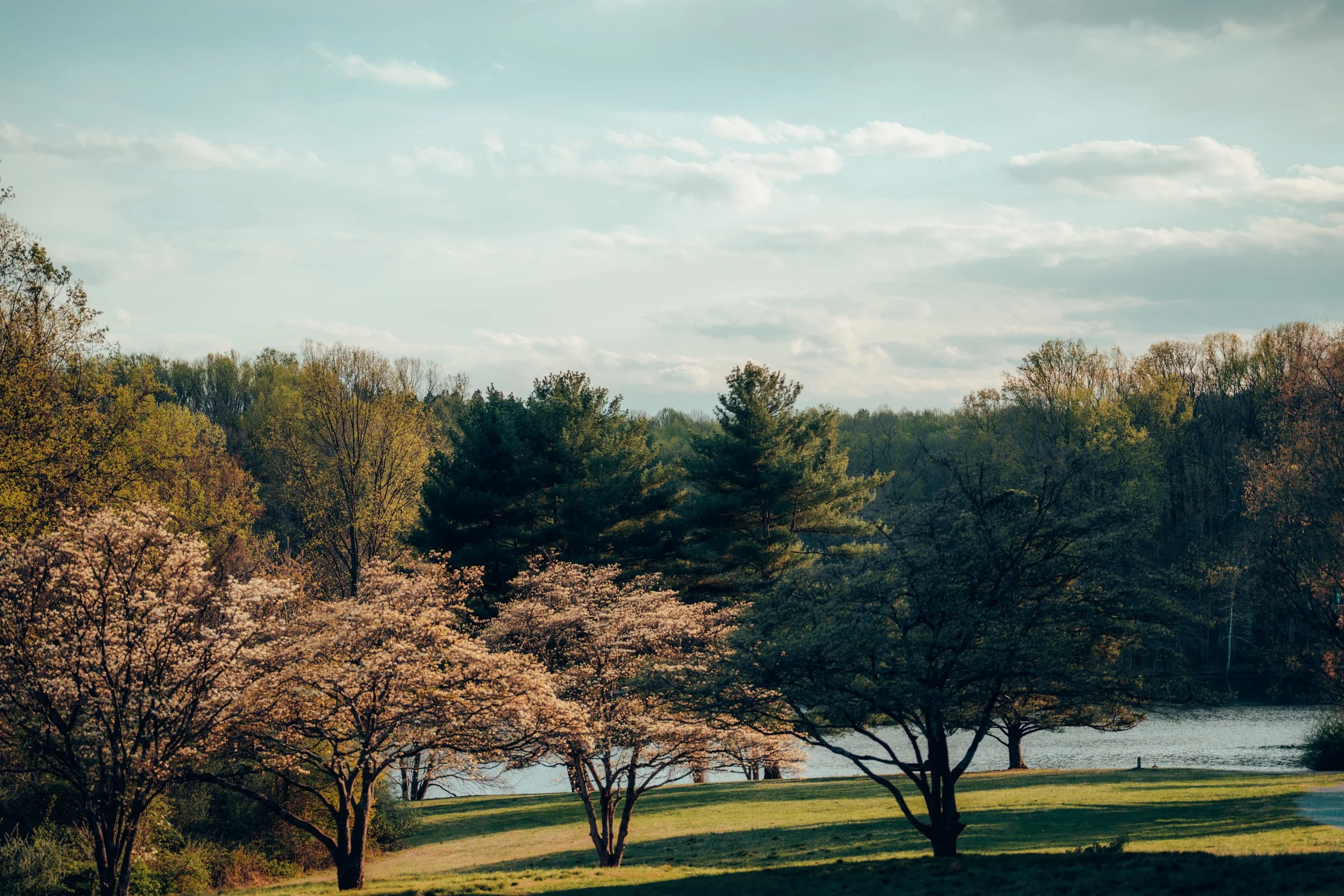 View of a park with blooming trees, a lake, and a grassy area, under a partly cloudy sky.