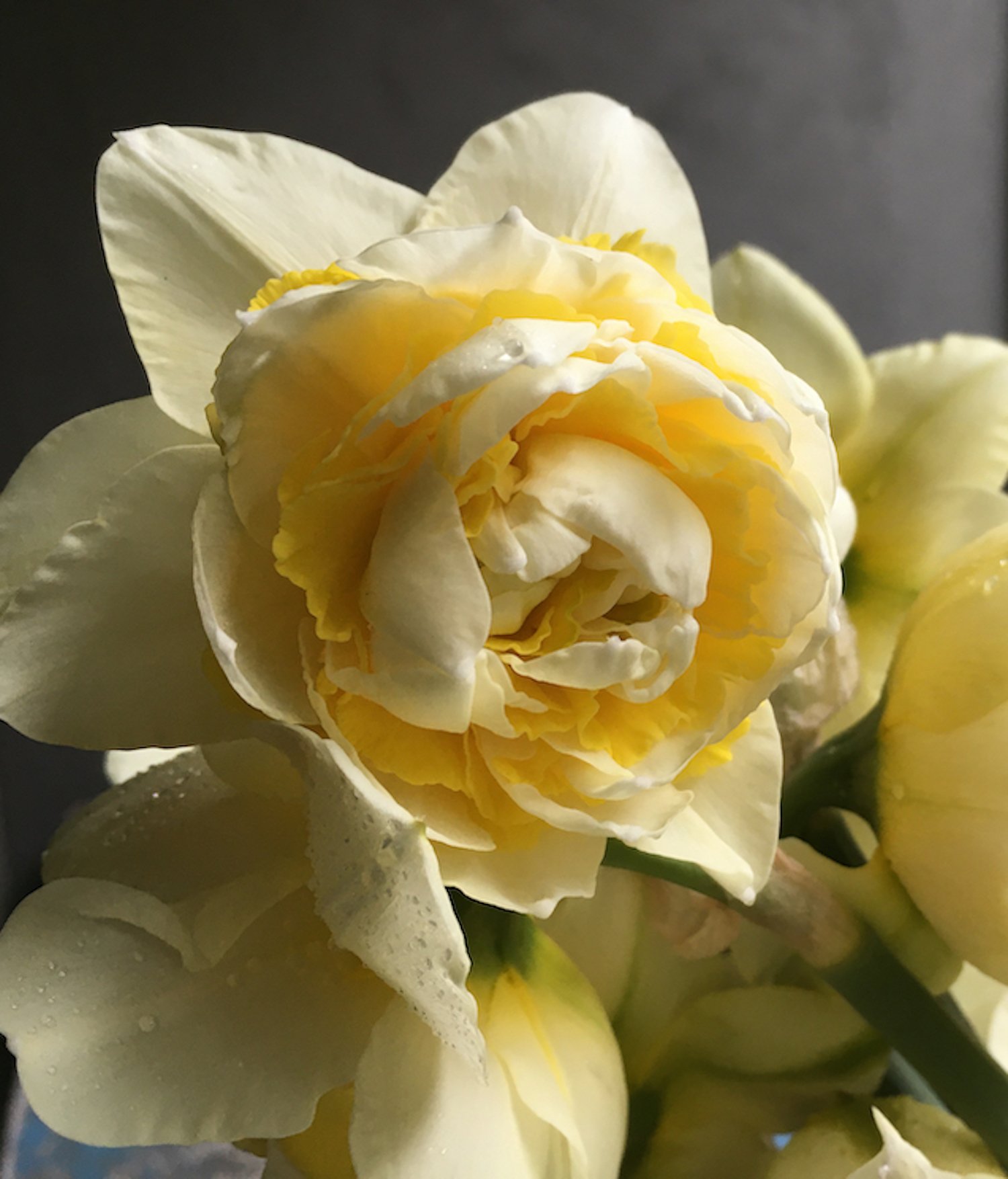 Narcissus Lingerie (cropped).jpeg