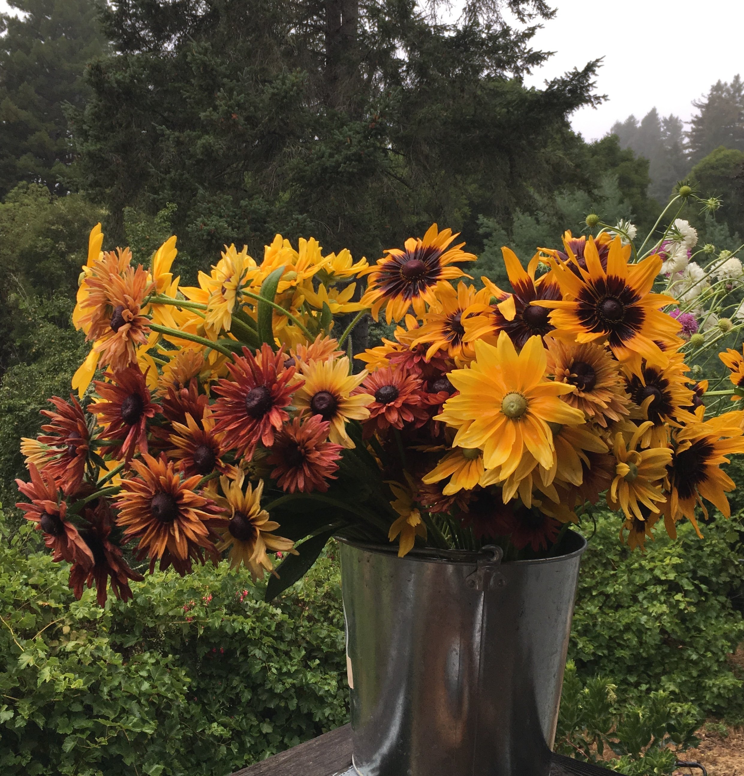 Rudbeckia Mix Autumn.jpeg