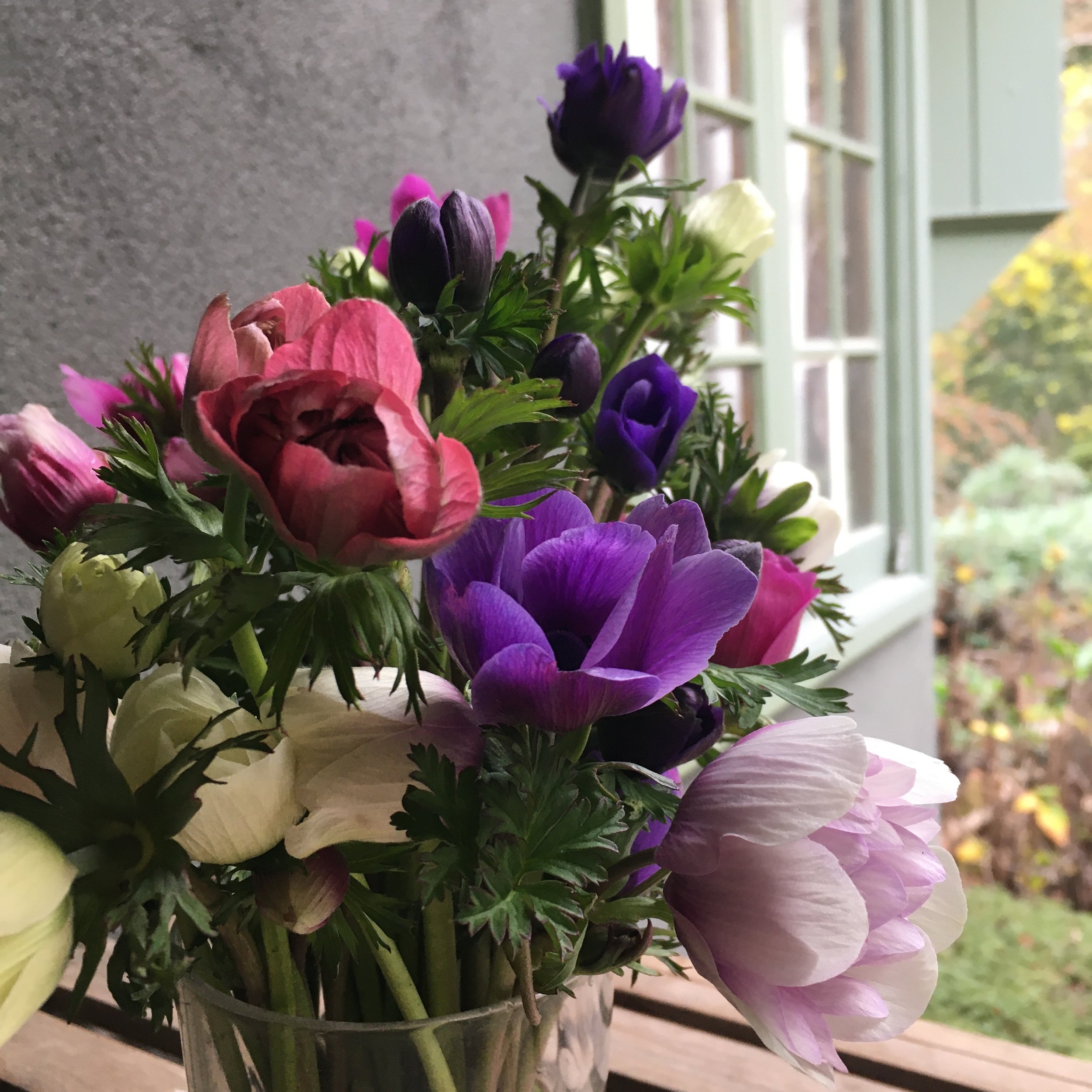 Late Winter Anemones