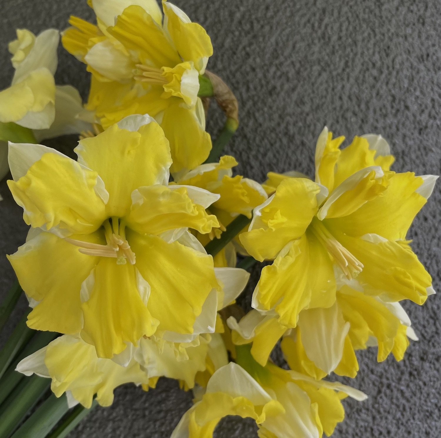 Narcissus Cassata bunch.jpg