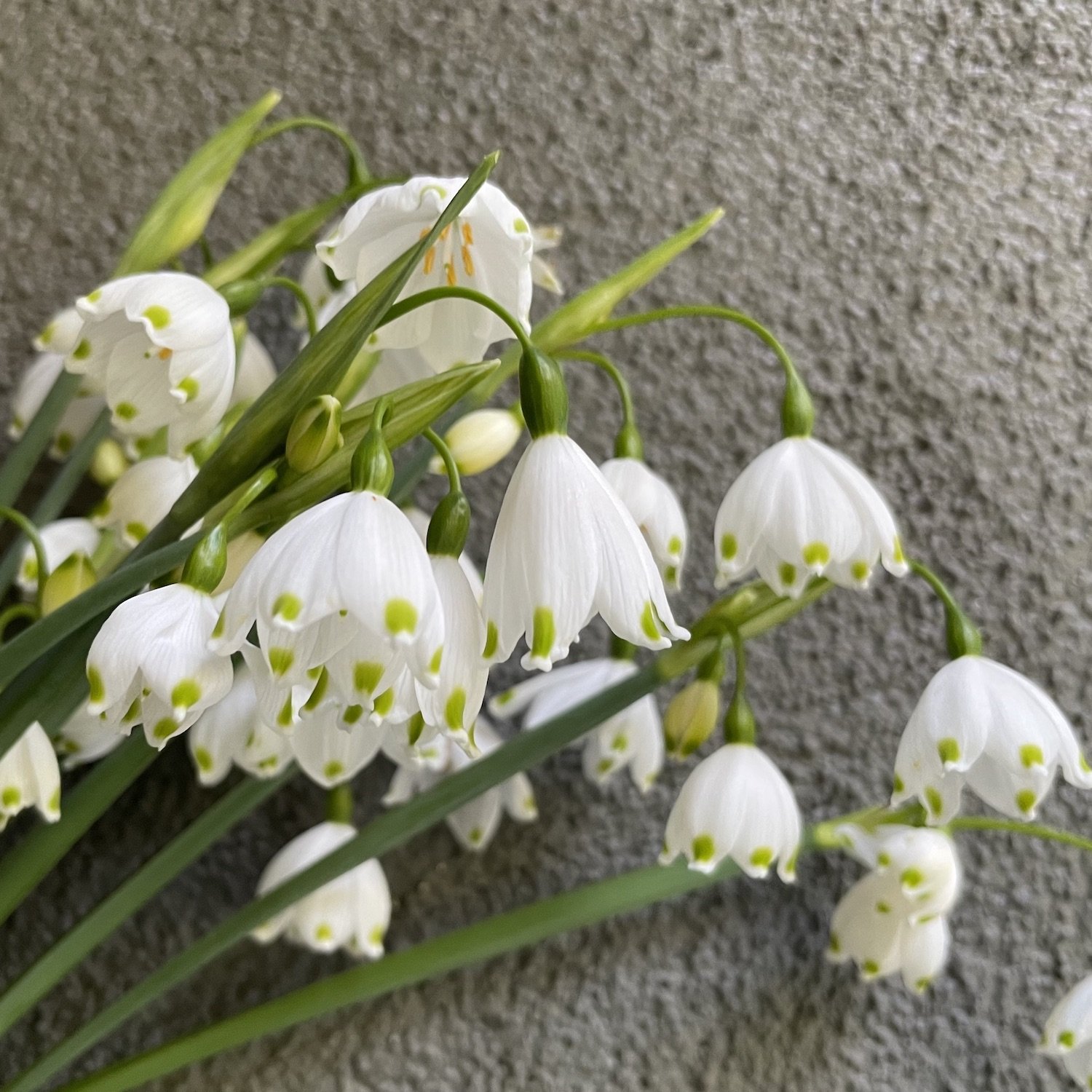 Leucojum bunch.jpg