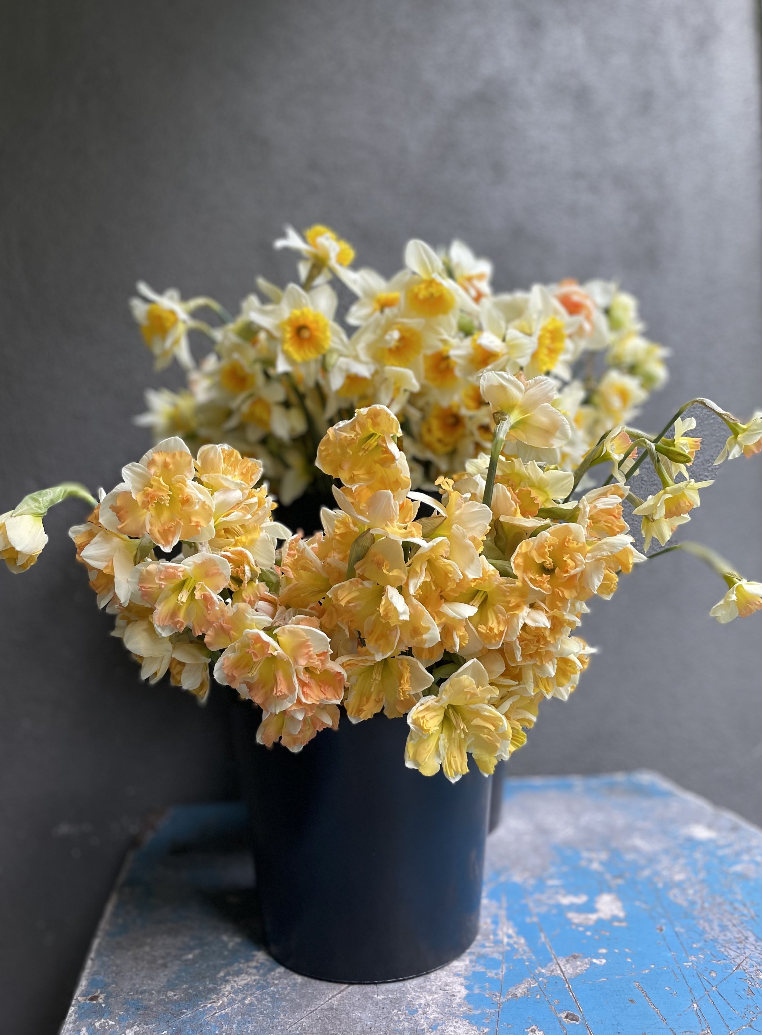 Bucket of Narcissus 2.jpg