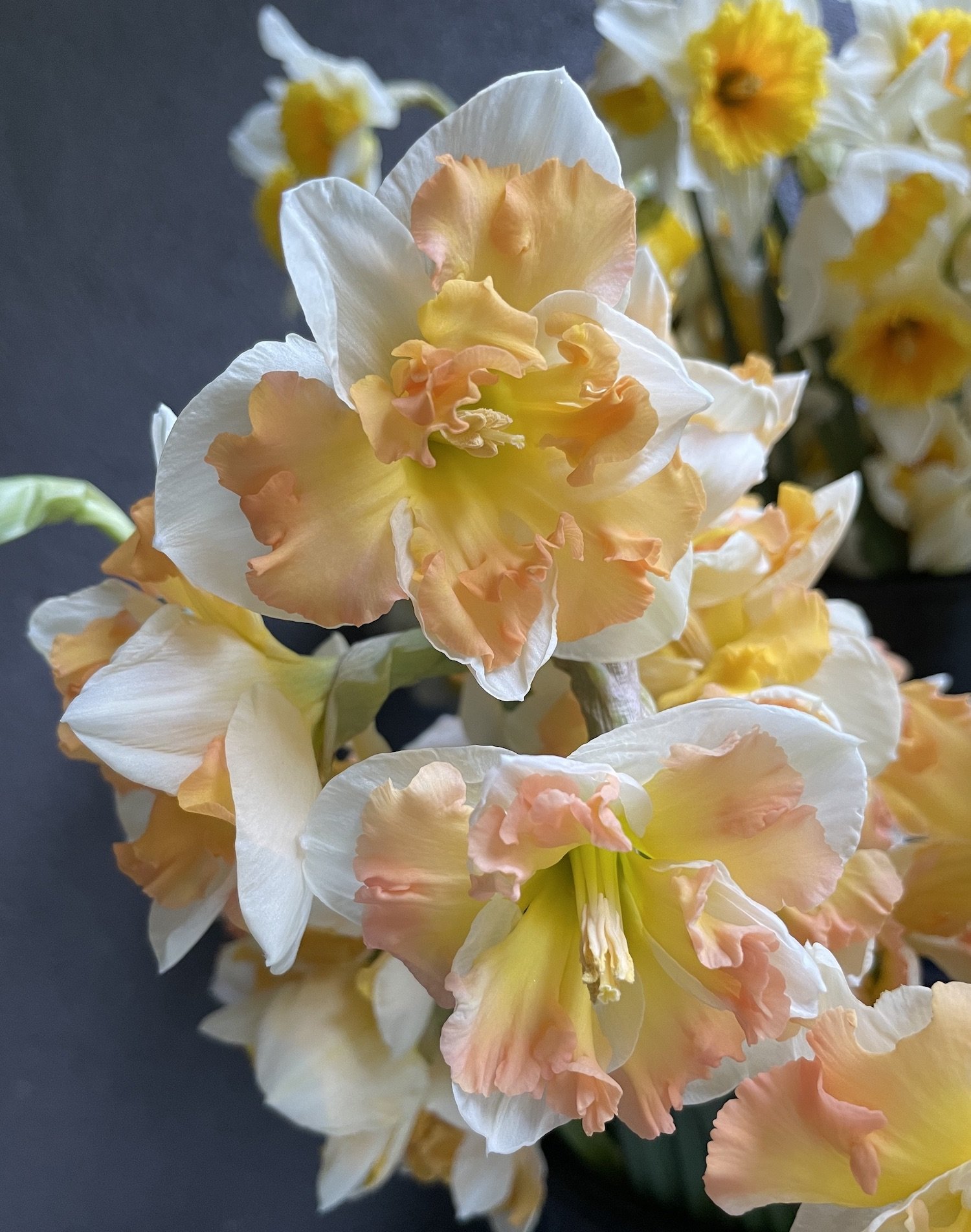 Narcissus Cum Laude (croopped).jpeg
