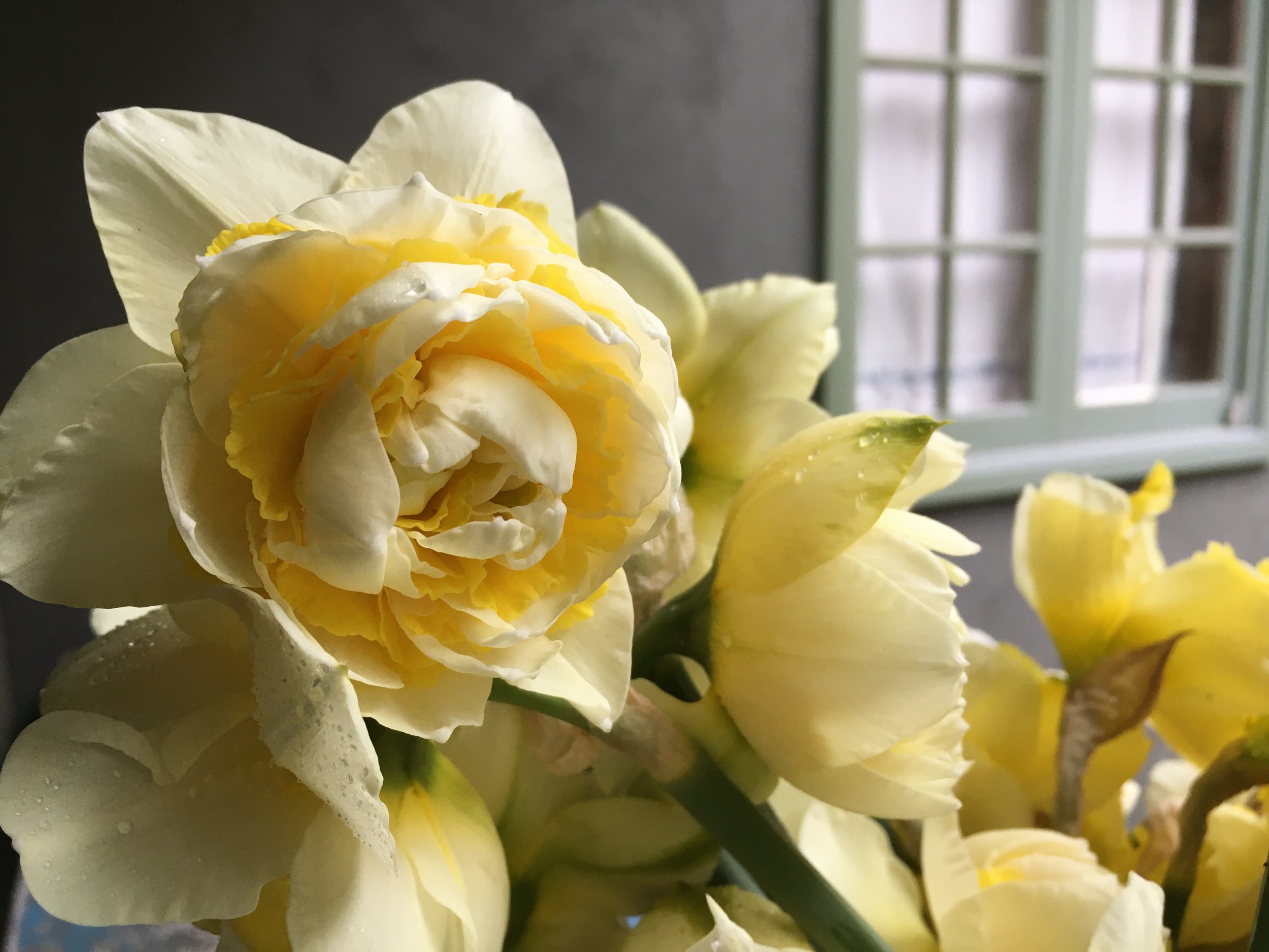 Early Spring Narcissus 'Cassata'