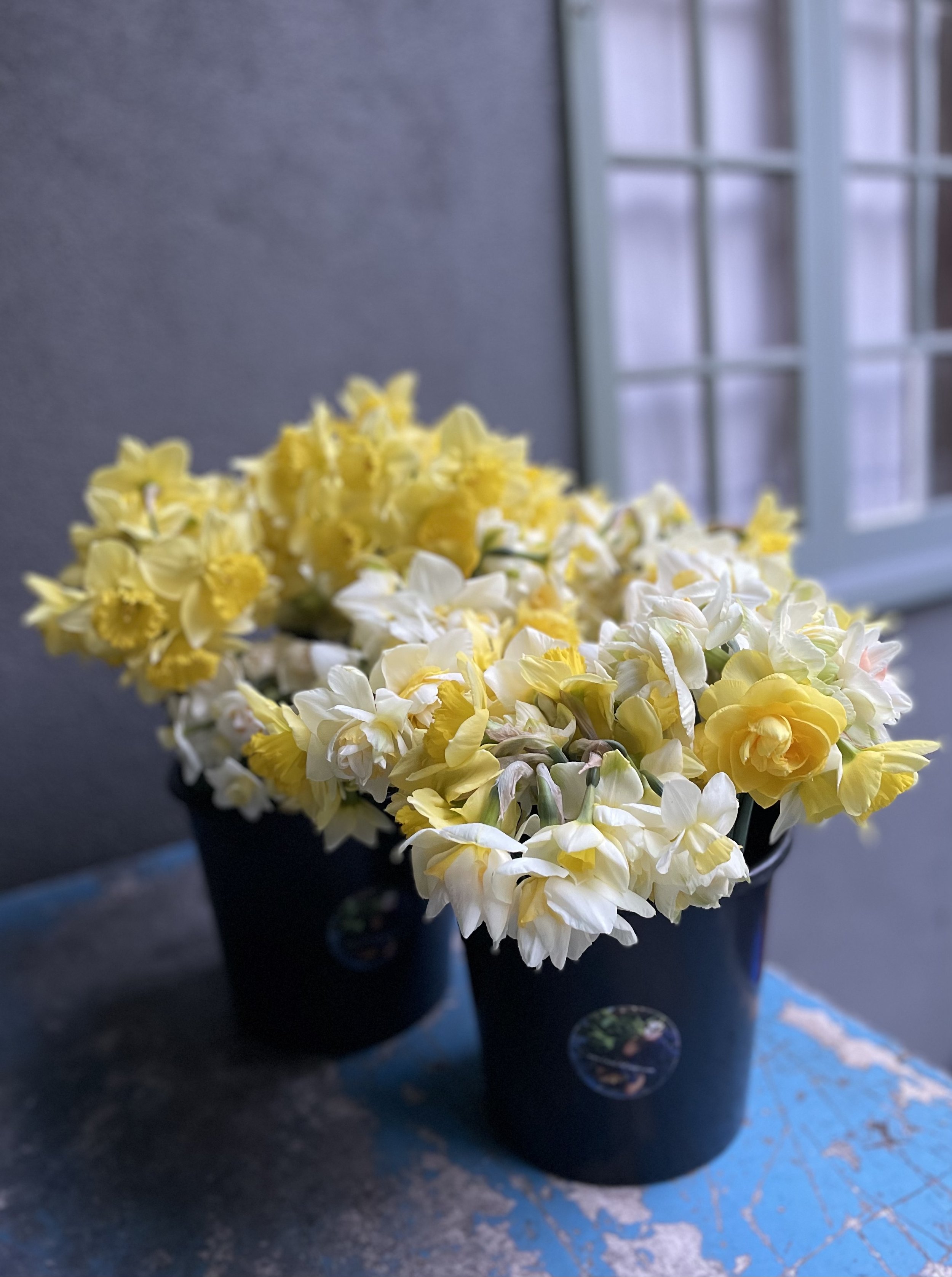 Buckets of Narcissus.jpg