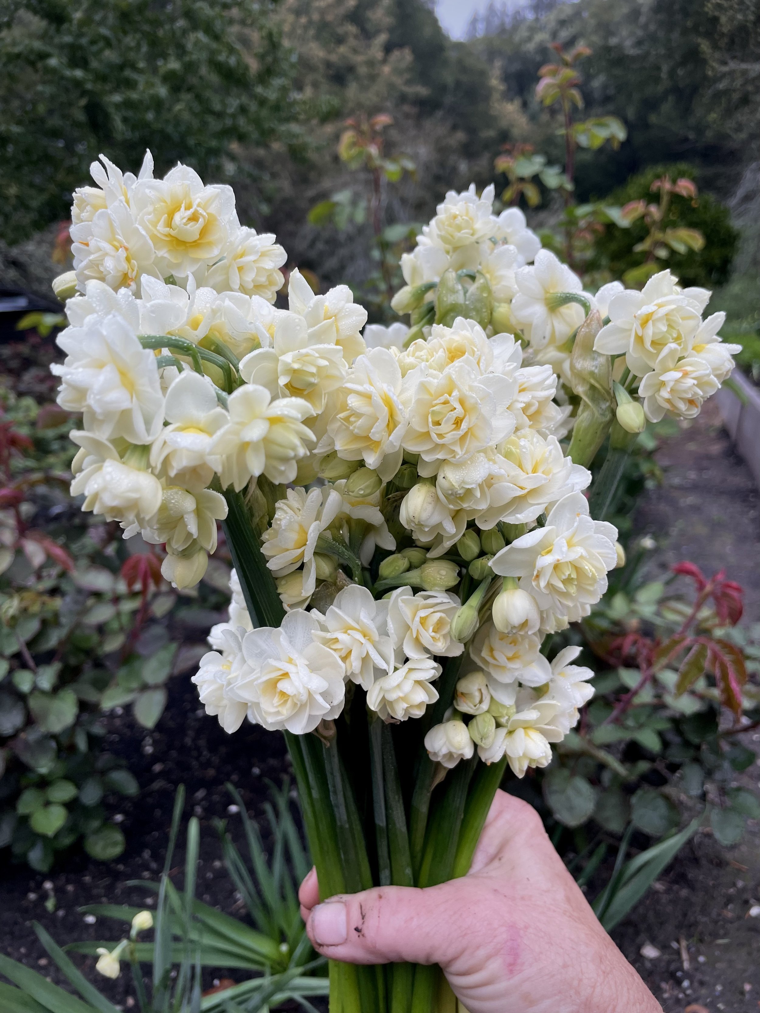 Earlicheer Narcissus.jpg