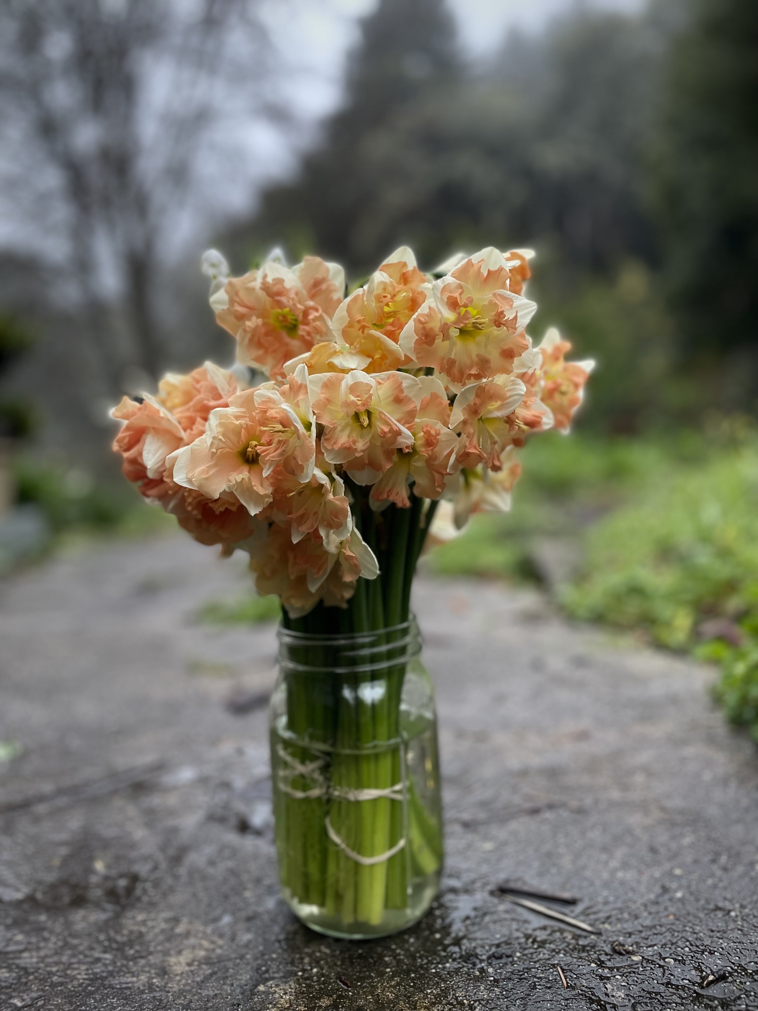 Narcissus Bunches.jpg