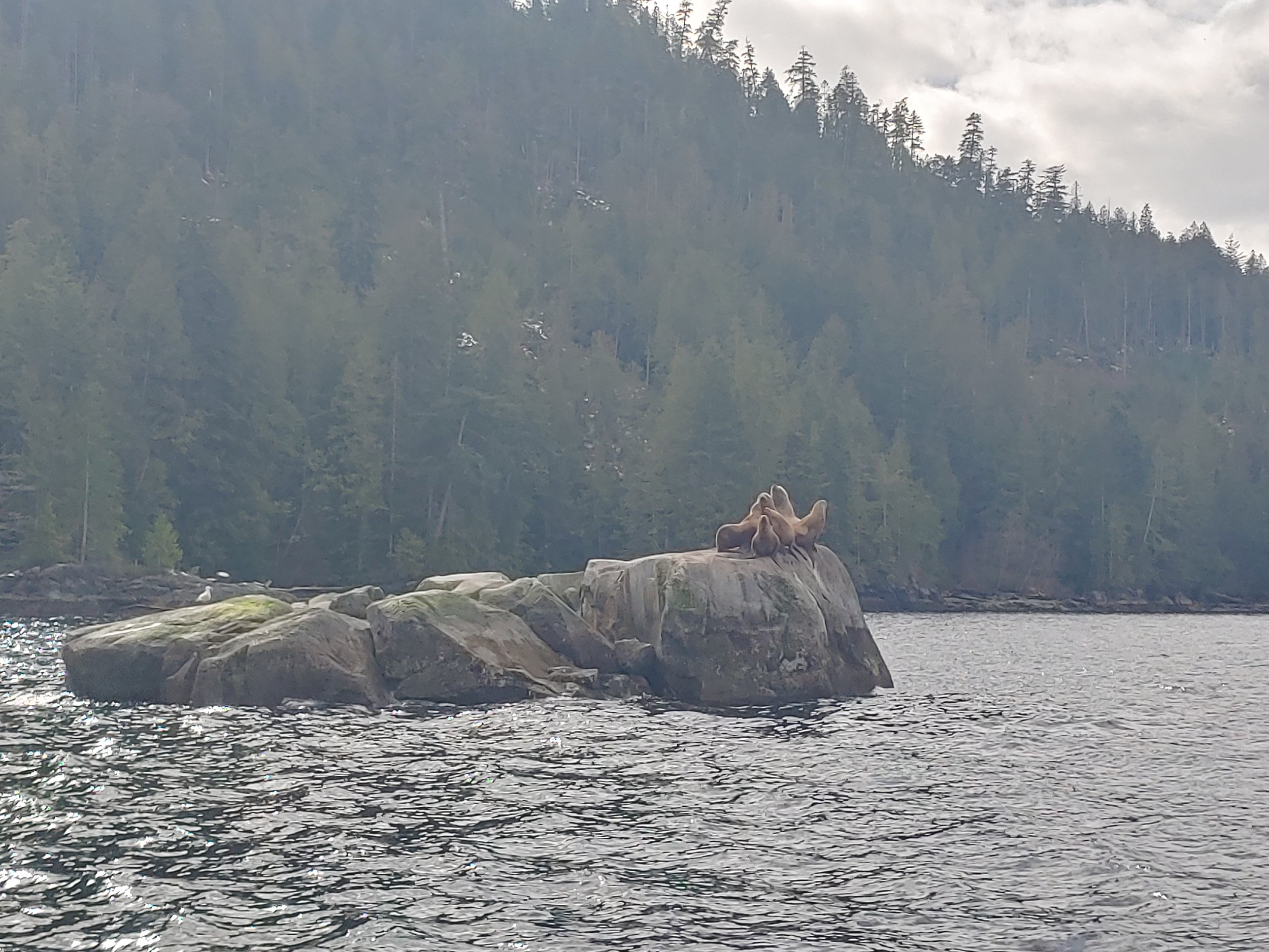 Sea lions resting on a rock in a body of water with a forested shoreline in the background.