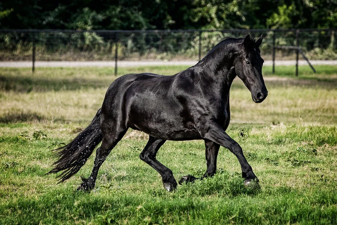 #black #friesian #friesiansofinstagram #mare #longhairdontcare #horse #horsesofinstagram #equine #equinesofinstagram #liberty #trot #water #puddle #texasphotographer #texasequinephotographer #northtexas #northtexasphotographer #caitlindemura #cowboym