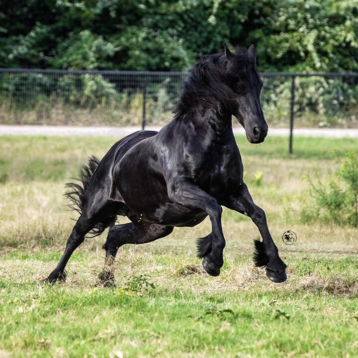 #black #friesian #friesiansofinstagram #friesianfriday #mare #horsepower #horse #horsesofinstagram #equine #equinesofinstagram #liberty #longhairdontcare #liftoff #texasphotographer #texasequinephtoographer #equinephotographer #equinephotography #epn