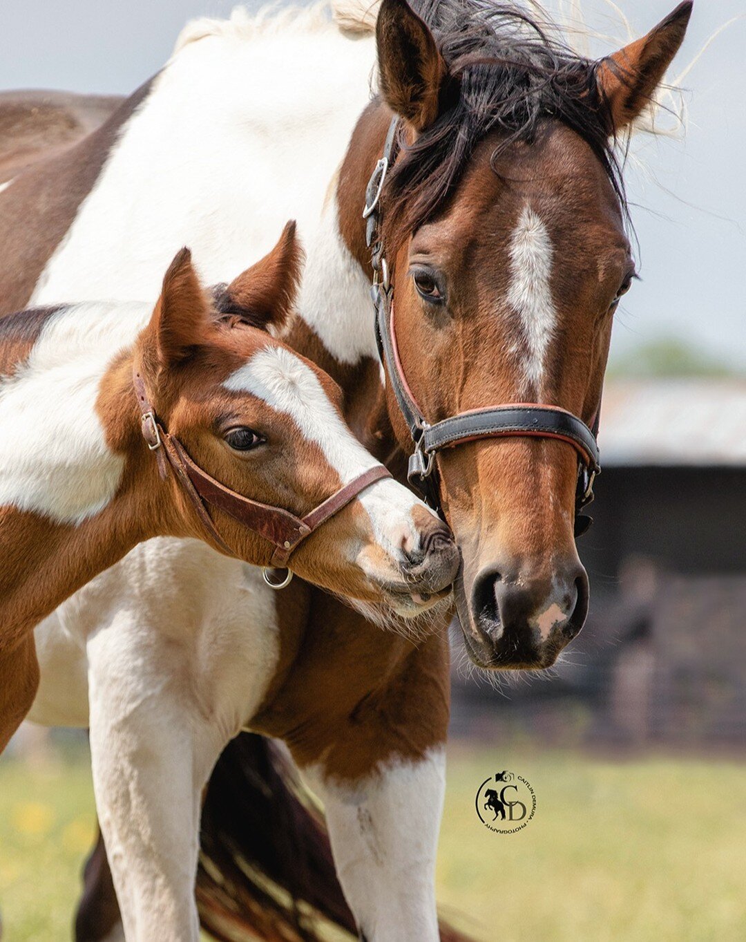 #bay #tobiano #apha #painthorse #paintsofinstagram #mare #foal #colt #mareandfoal #foalsofinstagram #momandbaby #horse #horsesofinstagram #equine #equinesofinstagram #aphaproud #snip #blaze #kisses #cowbred #caitlindemura #northtexasphotographer #nor