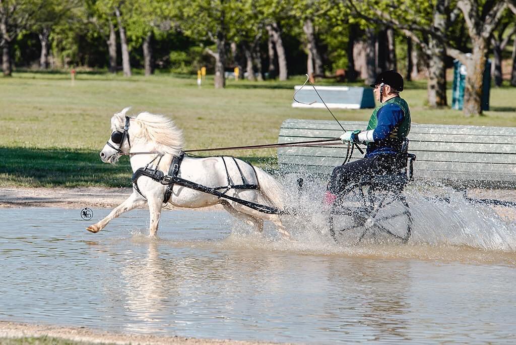 Show photos from Willow Draw Driving Trial and Combined Test are now live! Click on my link in my bio and look under horse shows! Photo beautifully captured by @jessica.lian.photography Big thank you for helping me this weekend!! #grey #miniaturehors