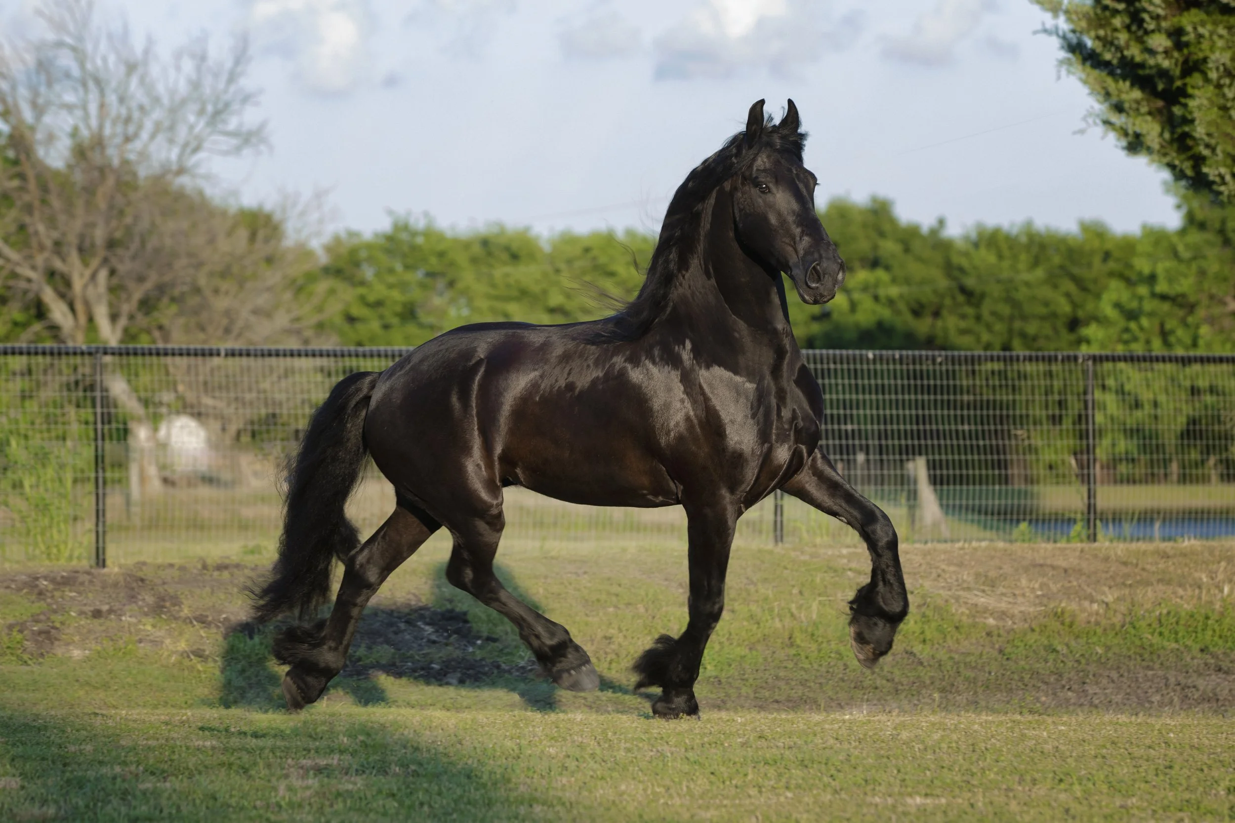 CDP-8087_FULL (1).jpg