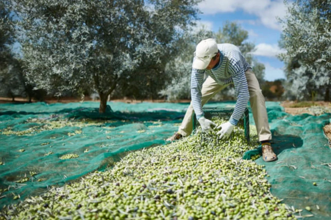 Monterosa – Olive Oil