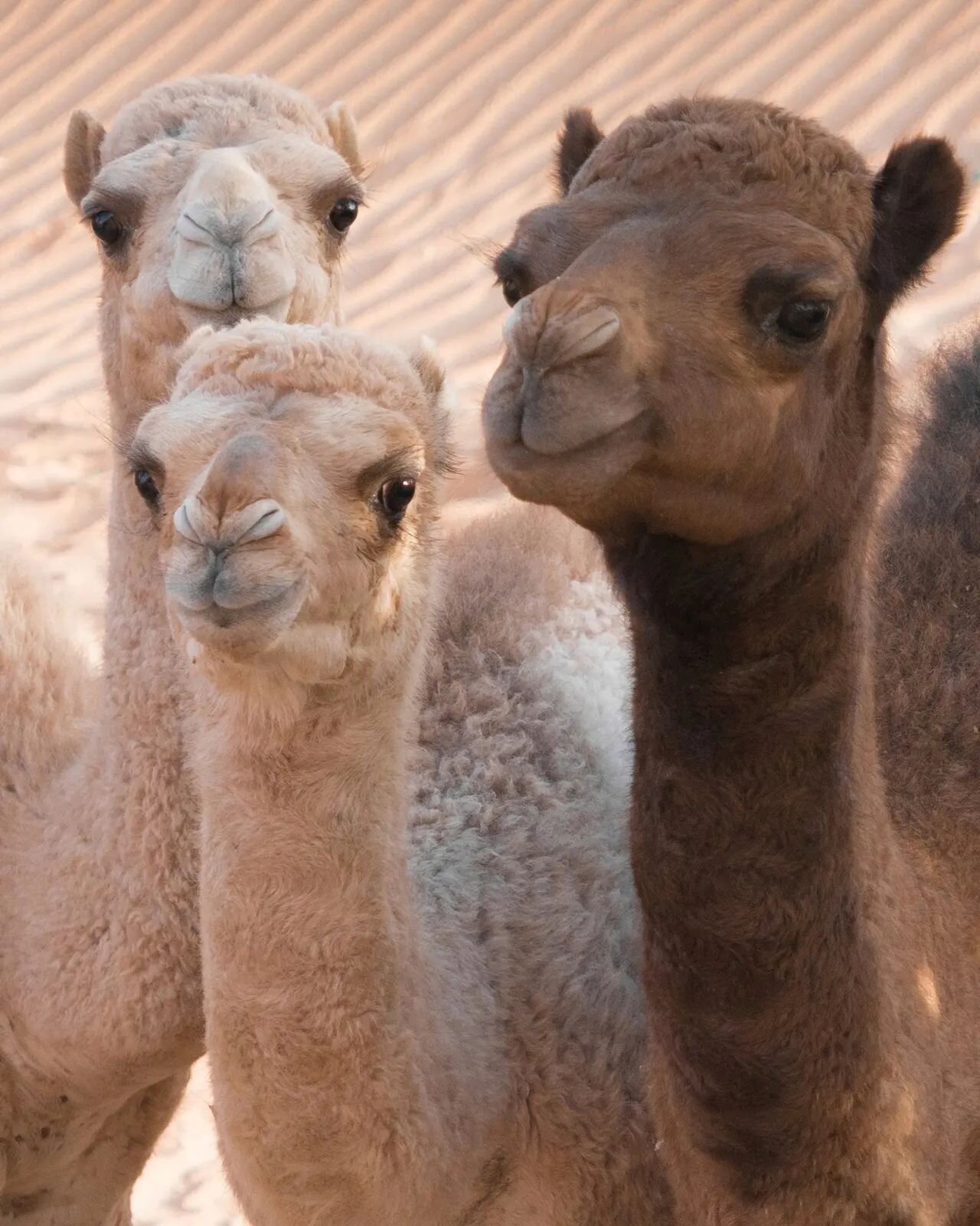 Great news, camel lovers!! 🎉
The Camel Farm is coming back and will reopen in a few days! Thank you for all your messages and inquiries, we'll go through them, one by one, in these coming days! New animals are coming, new activities, new friends, ne