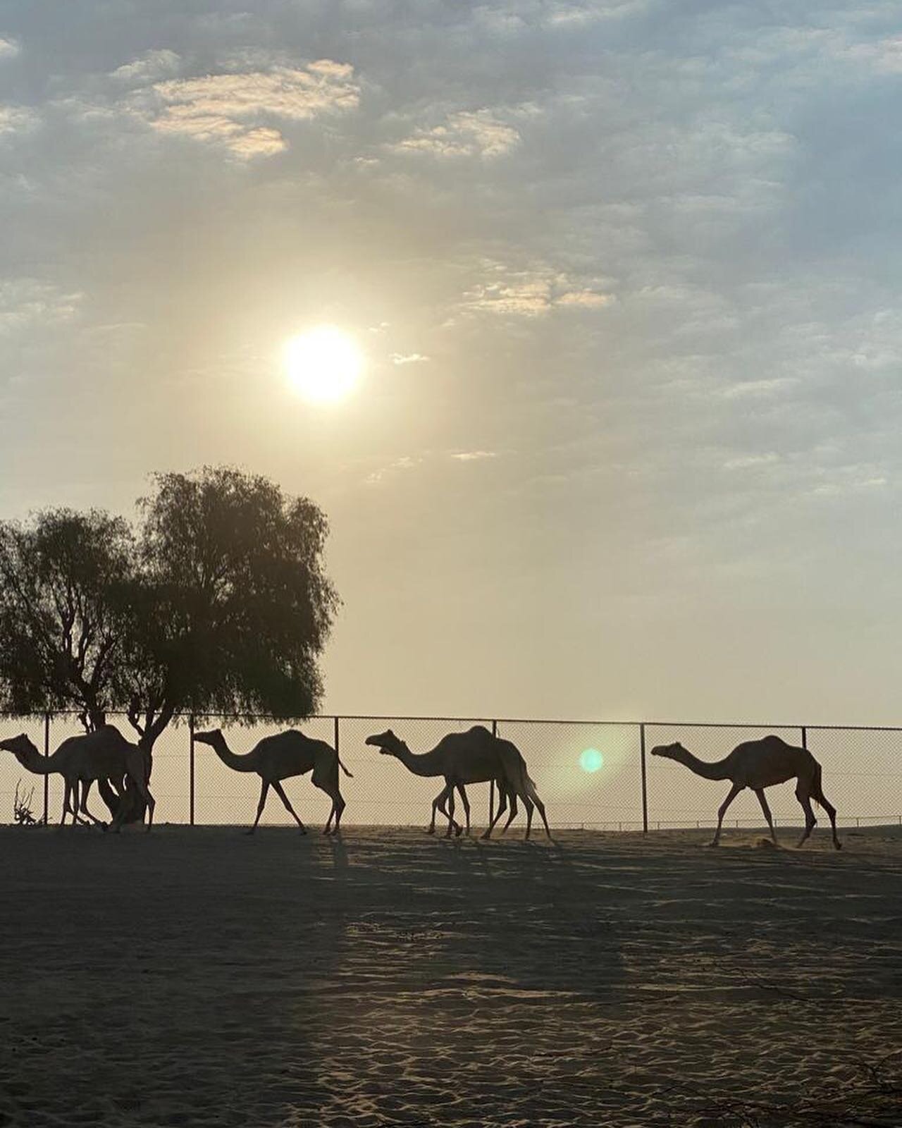 It is fun Watching a caravan of Camels 🐪 🐫🐪in the desert when you go on the long Bedouin ride @ the Camel Farm🐪🤩 #camels #happycamel #mydubai🇦🇪 #mydubailife #dubaiwildlife #yaydubai #visitdubai #alqudra #thecamelfarmdubai