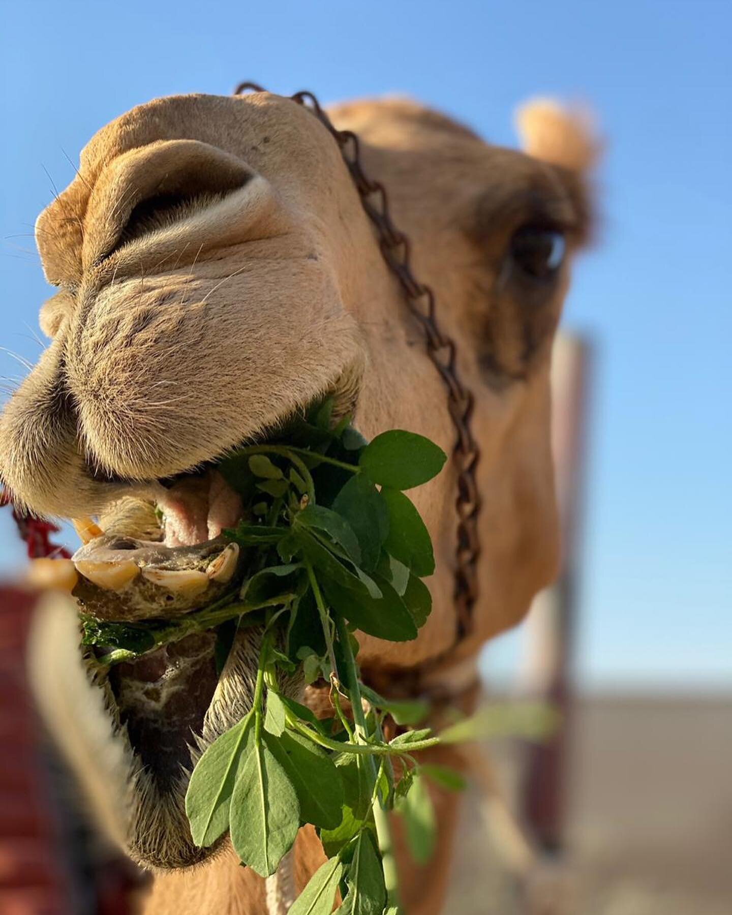Happy Camels 🐪 &amp; Diablo 🐏  enjoying fresh feed also Khalo is super cheerfull 🤩🥰 &amp; Fabi keeps getting more handsome with his new antlers at The Camel Farm🐪🤩 #camels #happycamel #mydubai🇦🇪 #dubaidesert #dubaiwildlife#yaydubai #visitduba