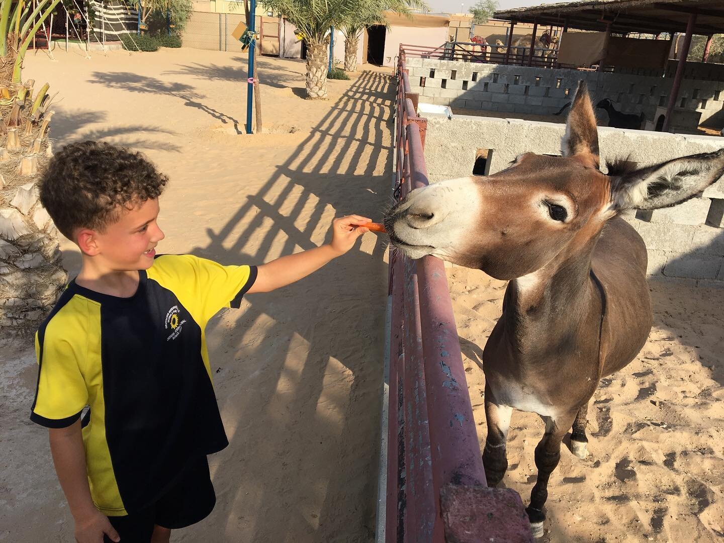 How cute 😻 is Marwan 💙 @siljadxb when giving some carrots 🥕 treat to our great donkey Kalu 🐃💙#mydubai #dubaidesert #yaydubai #thecamelfarmdubai
