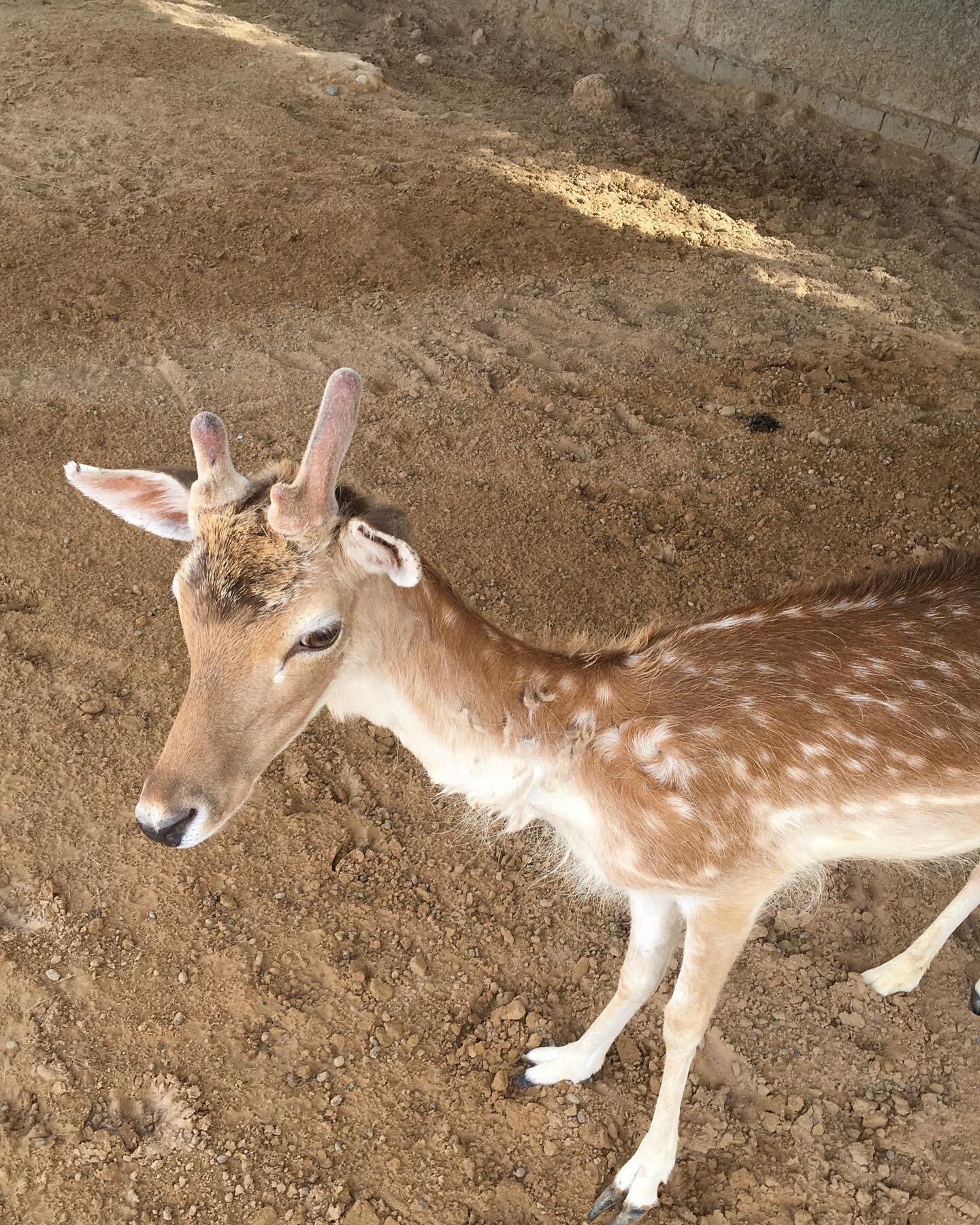 It is always impressive to see how fast Fabi&rsquo;s 🦌💙 antlers are growing back 🤩🦌😻 #mydubai🇦🇪 #dubaidesert #yaydubai #thecamelfarmdubai