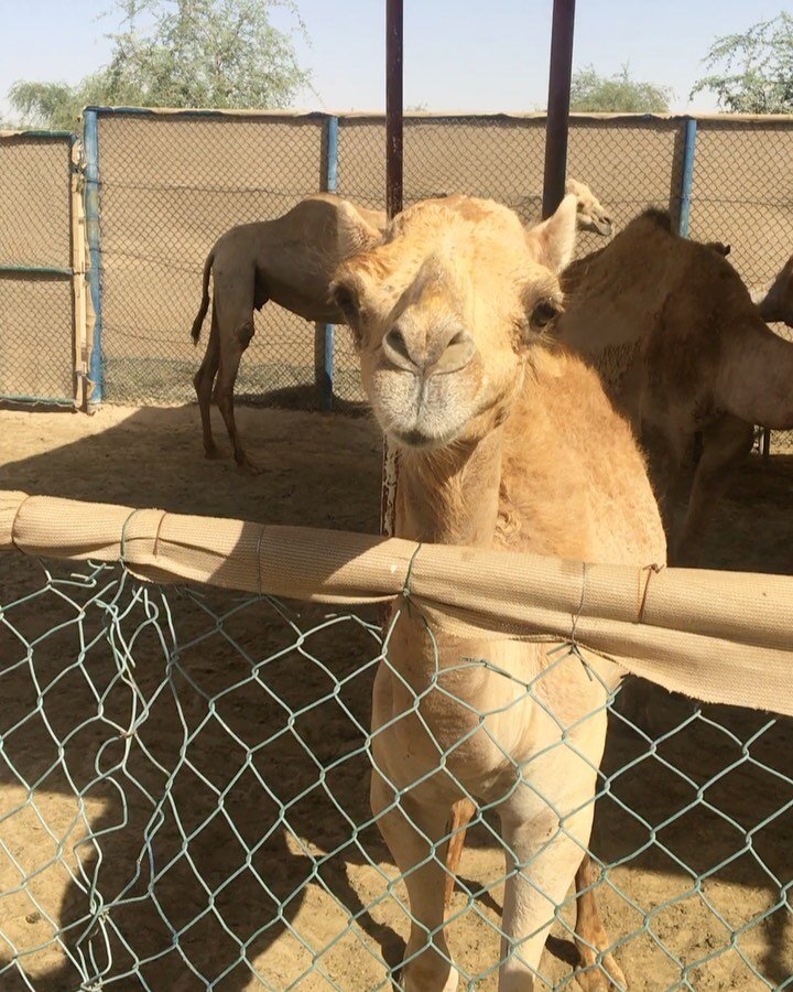 Happy birthday 🥳 to our adorable baby Sultan 🐪💙 He is now 1 year old 🐪😻and look how much he has grown since May 2021🐪🤩 #camels #camellovers #mydubai🇦🇪 #dubaidesert #dubaiwildlife #yaydubai #thecamelfarmdubai