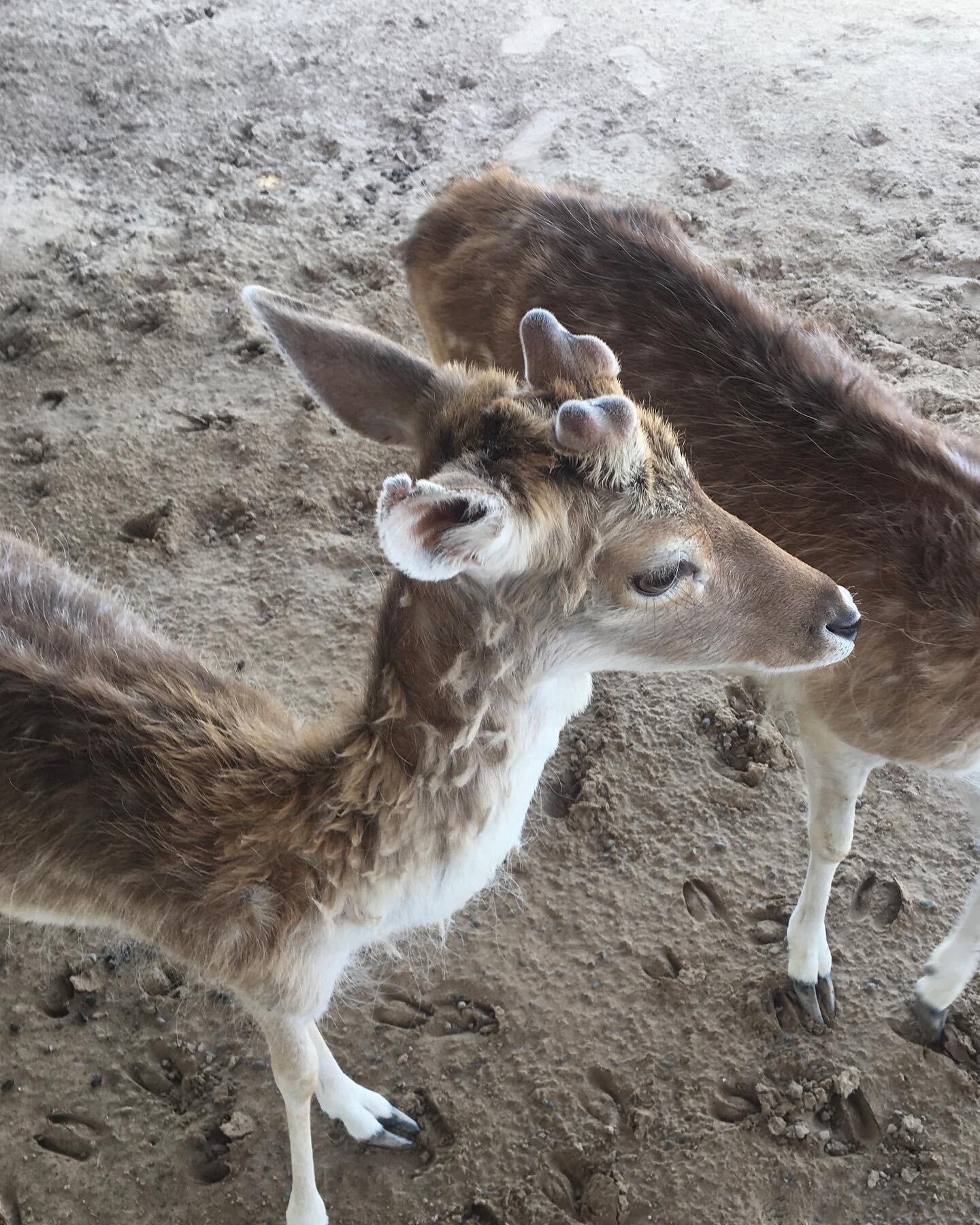 It is always impressive to see how fast Fabi&rsquo;s antlers 🦌💙 are growing back 🦌🤩 #mydubai🇦🇪 #dubaidesert #yaydubai #thecamelfarmdubai