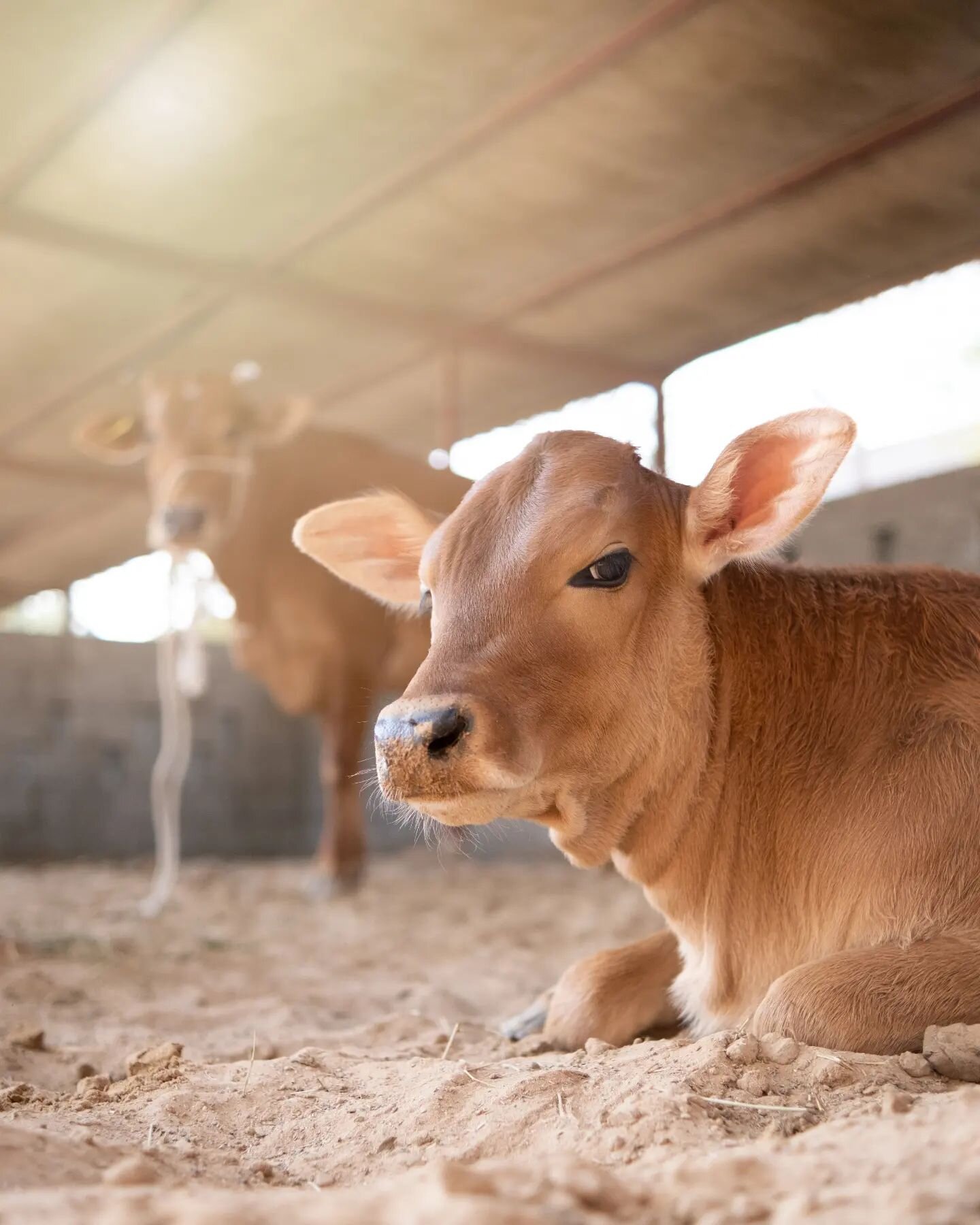 Our calf Belle is only a few months old.. But surely she has the right attitude for the camera!!
Come to the farm and say hi to her and her mom! 

📸 @lucagoesoffroad

#dubai #dxb #emirates #desert #sand #dunes #middleeast #calf #babycow #animals #ba