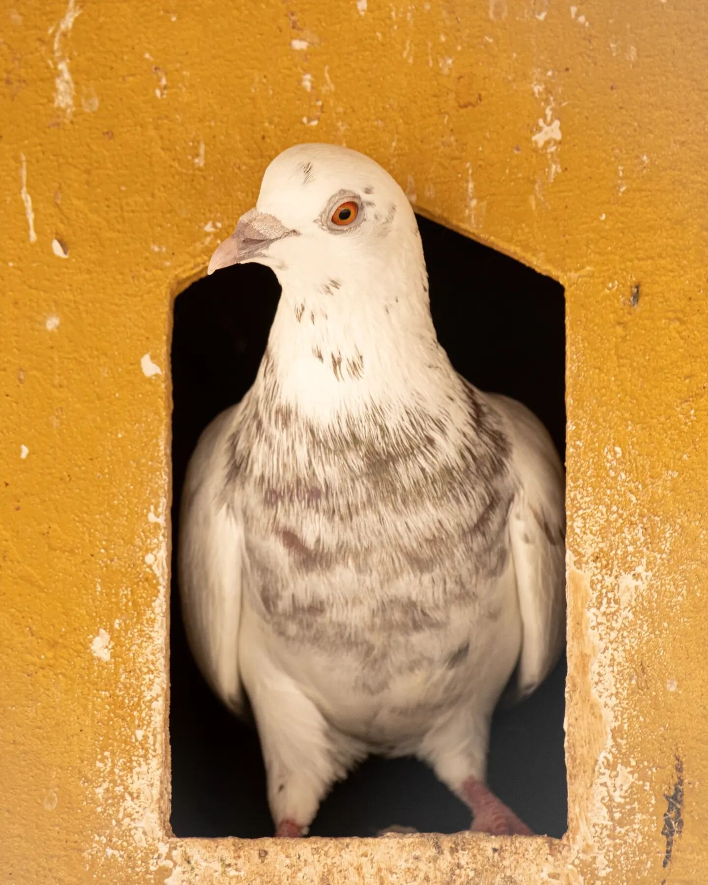 Mr.Beaks, the captain of our Flying Squad, ready to dominate the skies! 😁

📸 @lucagoesoffroad
#thecamelfarm #camelfarm #pettingfarm #pettingzoo #pigeon #domesticpigeon #birds #dubai #dxb #emirates #desert #safari #flock #middleeast